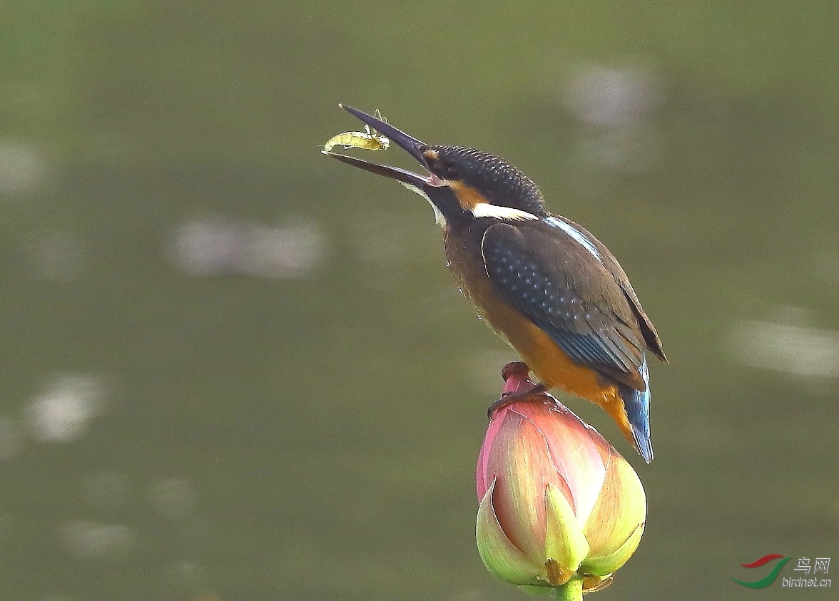 ���е�����