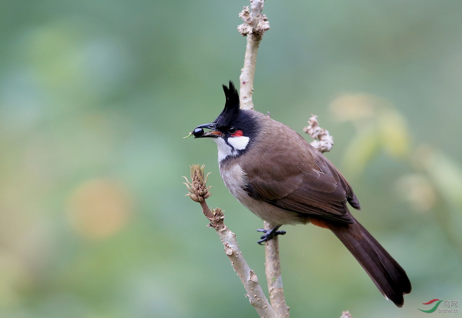 IMGL2639 - ����.JPG