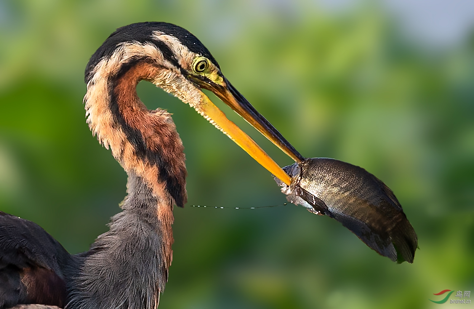 一剑封喉 荣获首页精华>