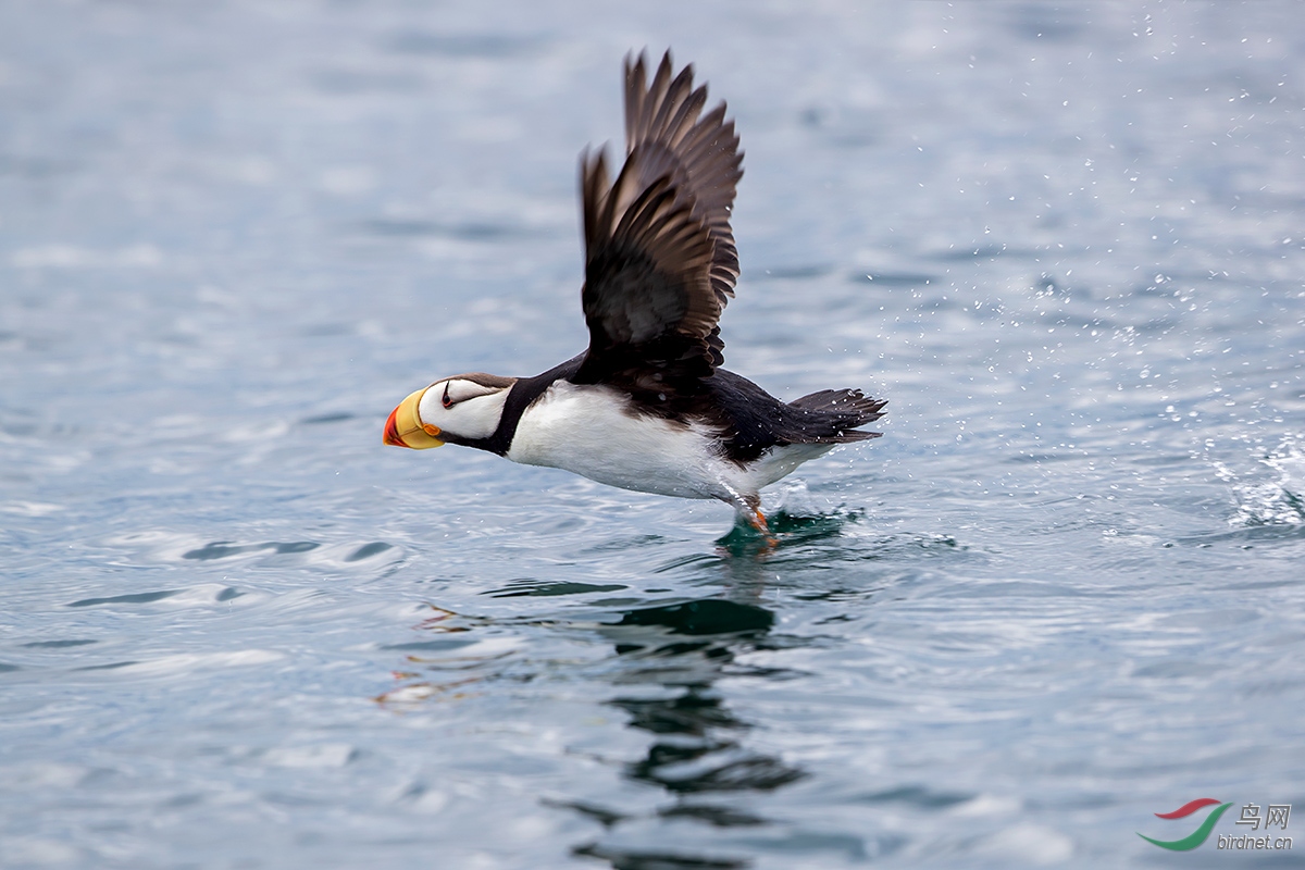 角海鹦(学名:fratercula corniculata)