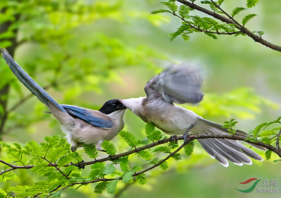 灰喜鹊喂雏