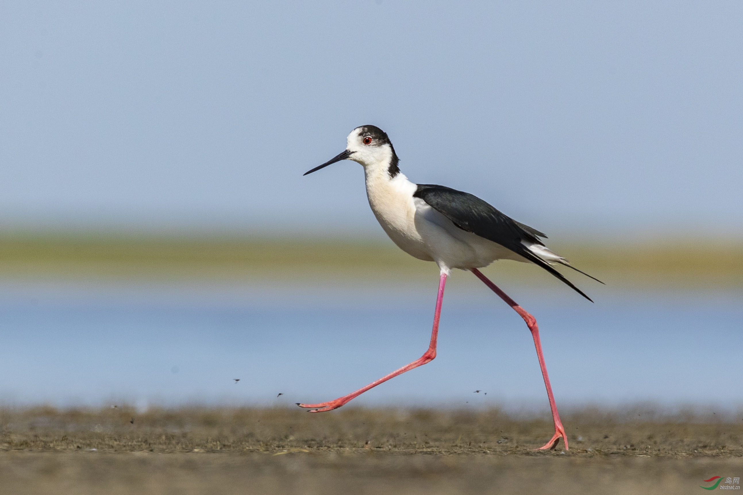 黑翅长脚鹬
