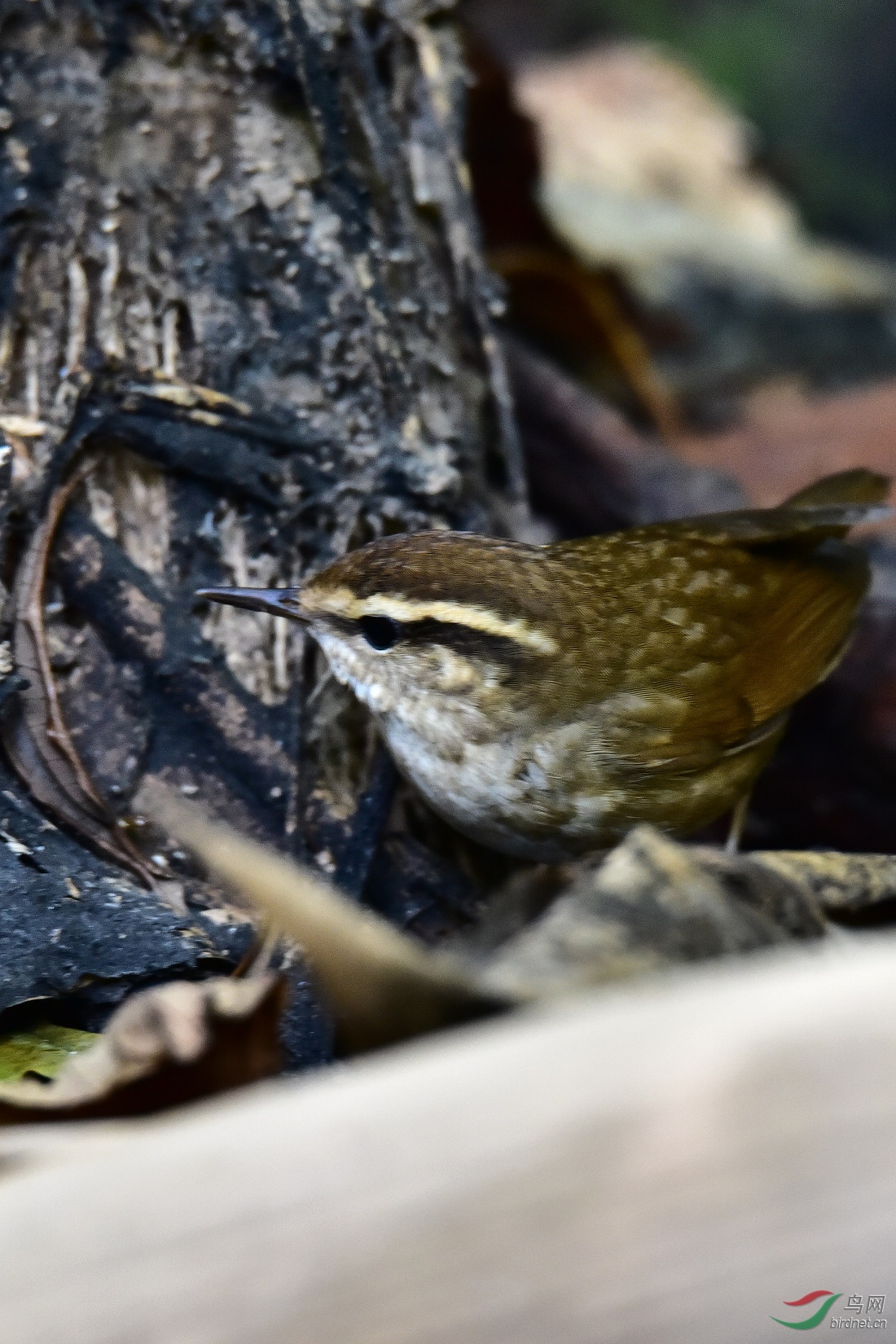 DSC_0319.JPG