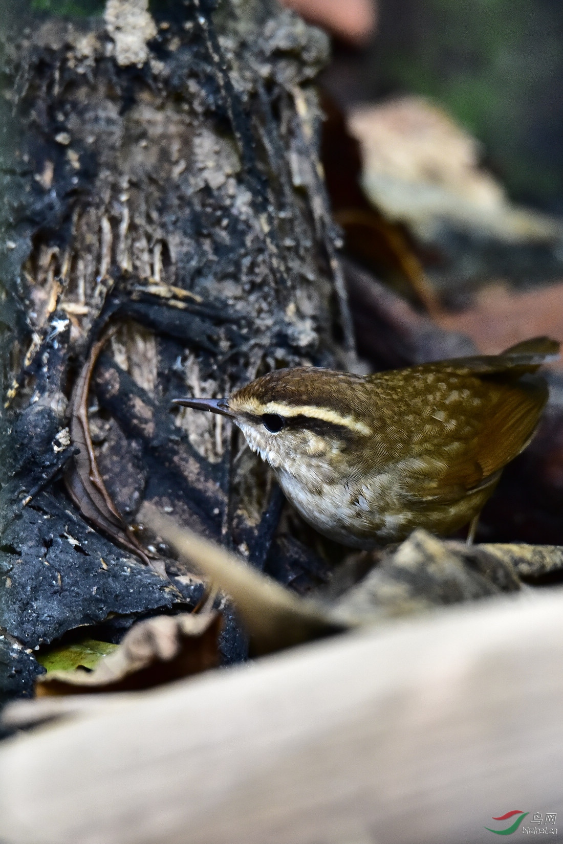 DSC_0320.JPG