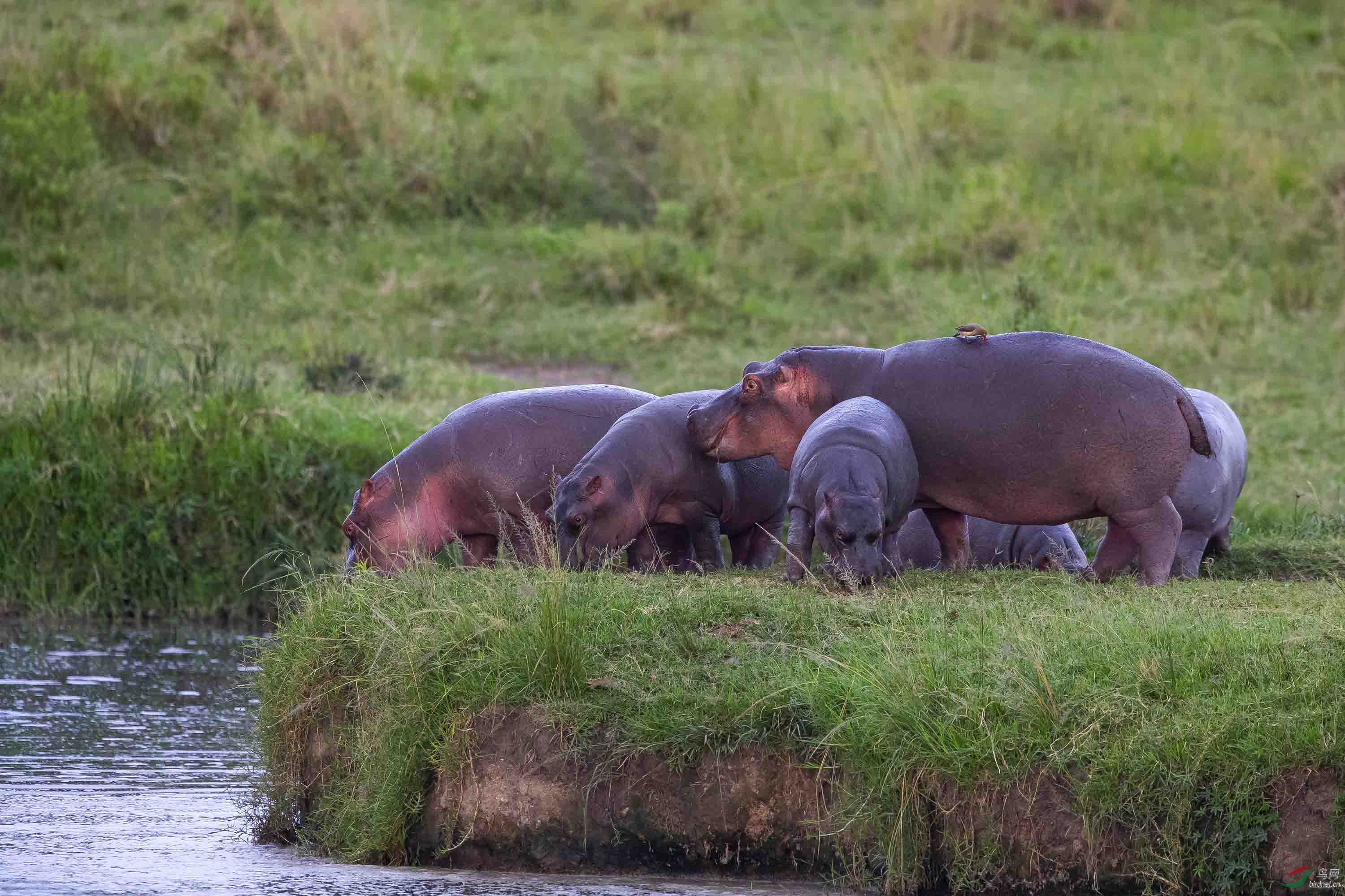 瞧这一家子,可有多富态——河马