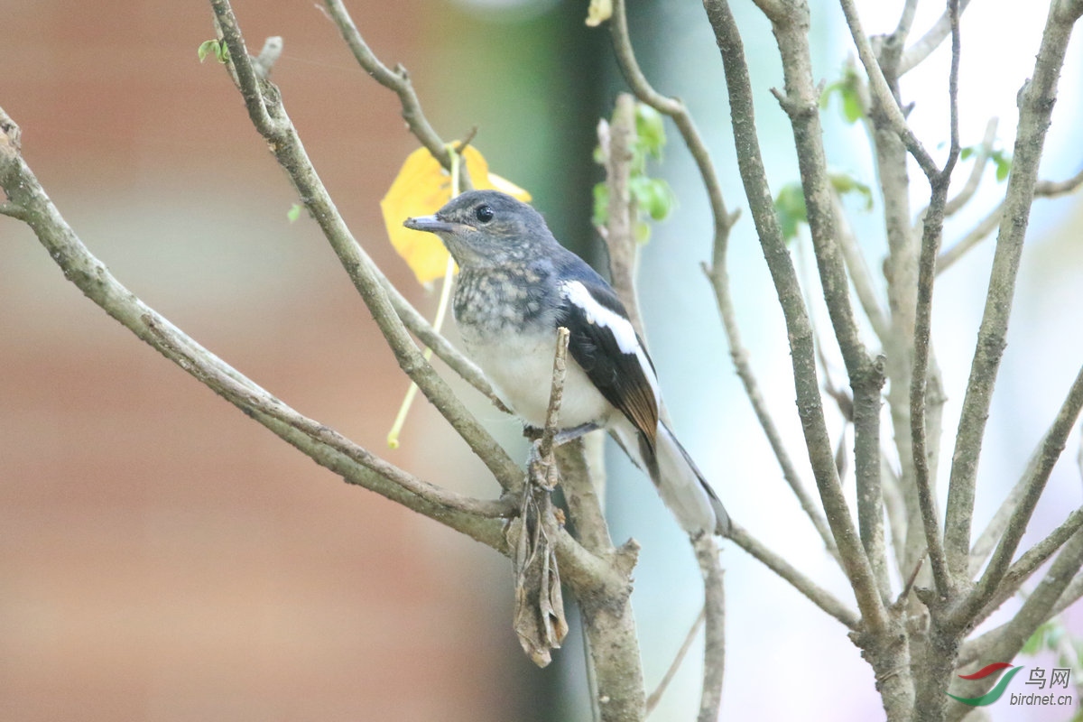 6��ȵ�������