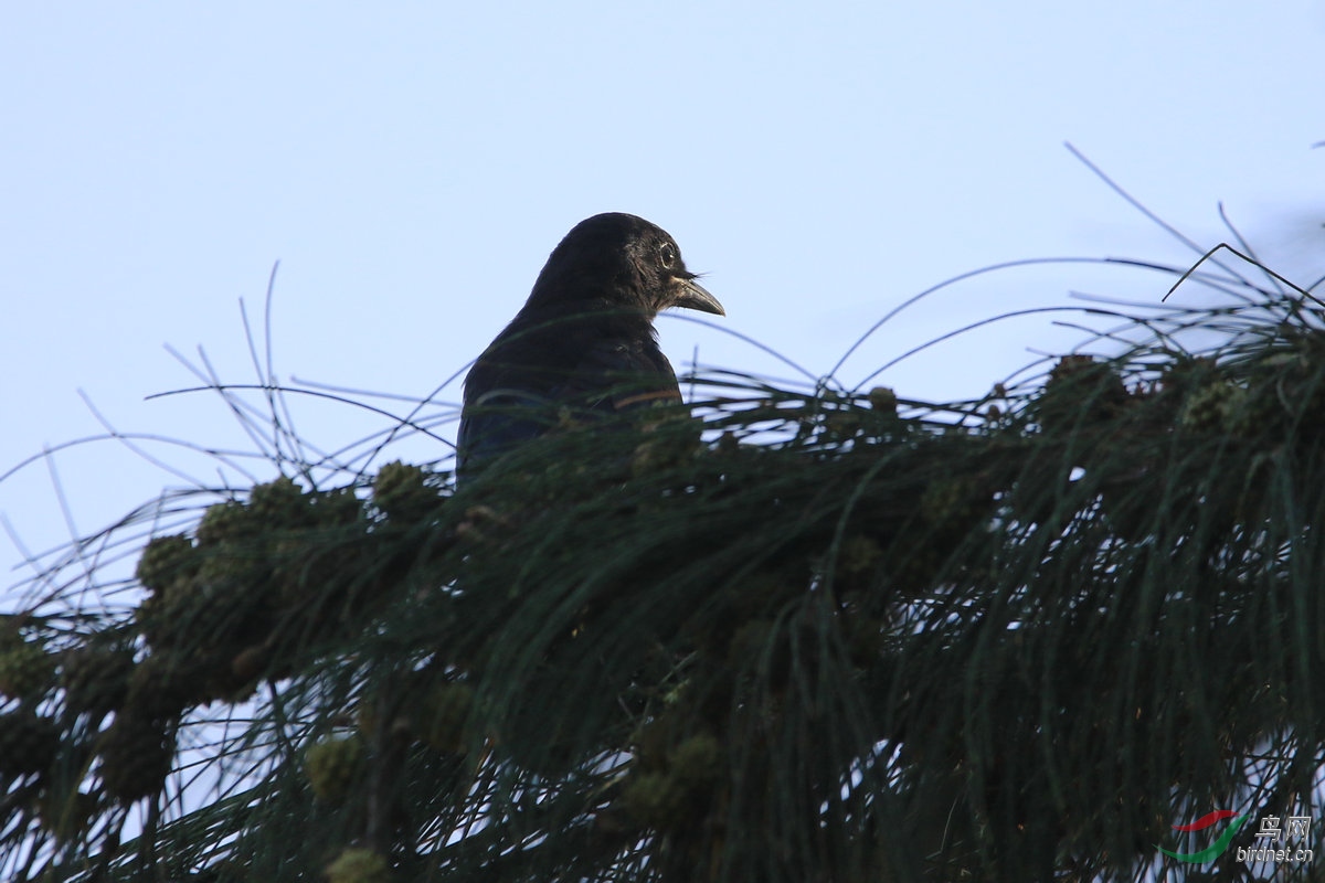 9��6��28�����ĵ��������Ǻھ�β��