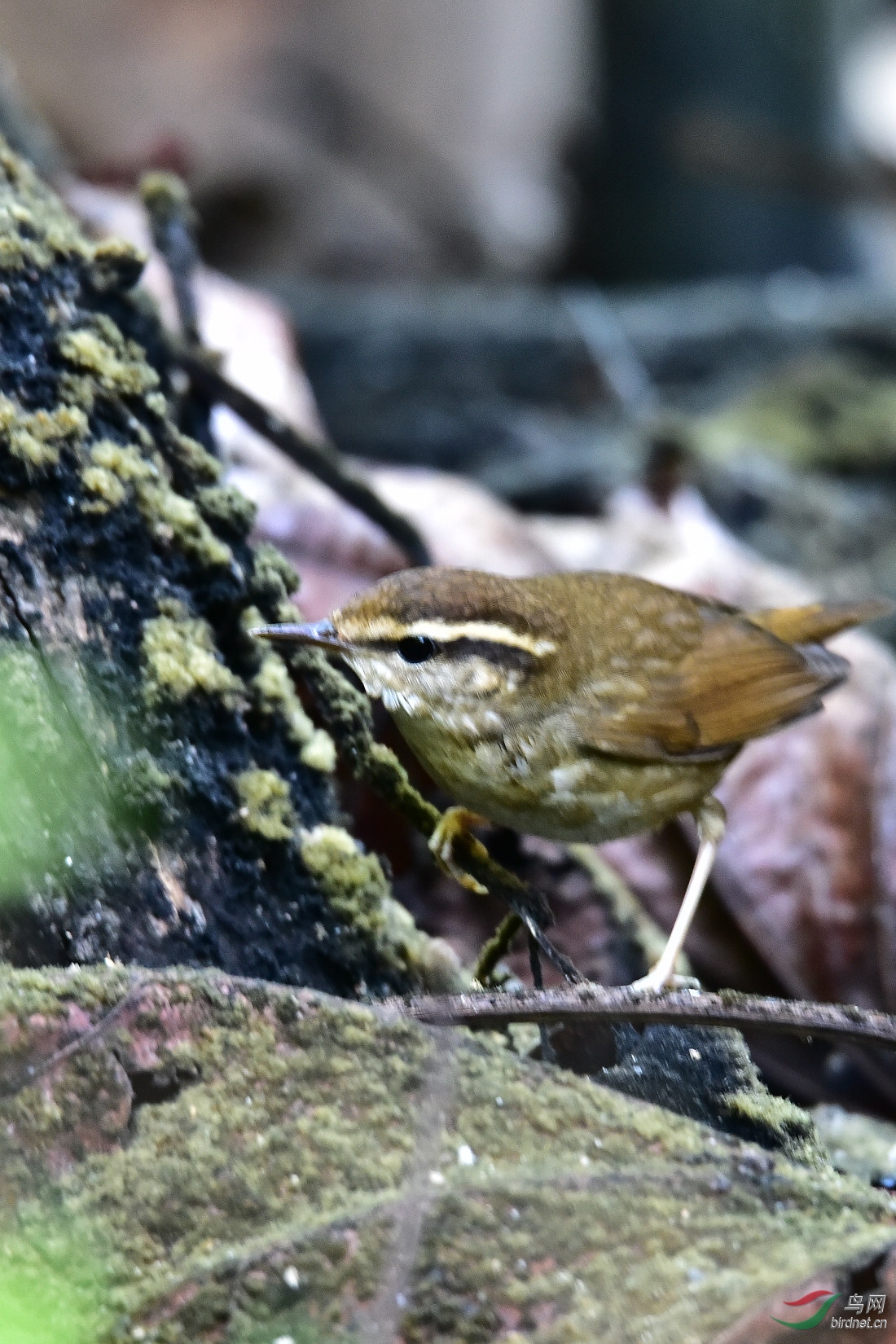 DSC_0321.JPG