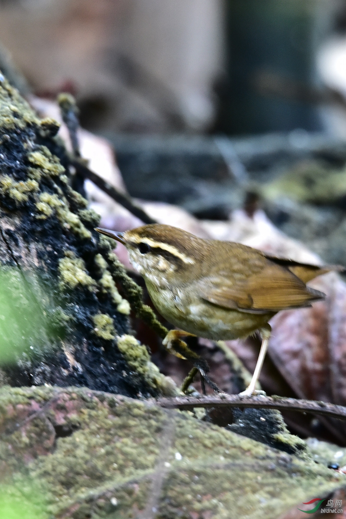DSC_0322.JPG