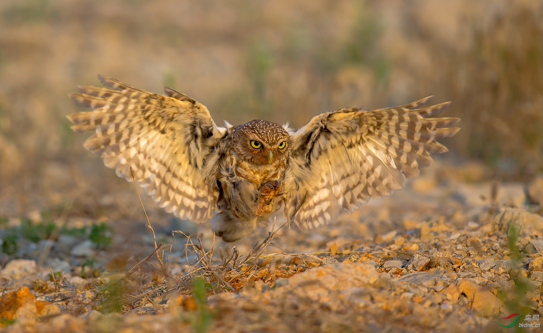 ���Ƹ�С�^