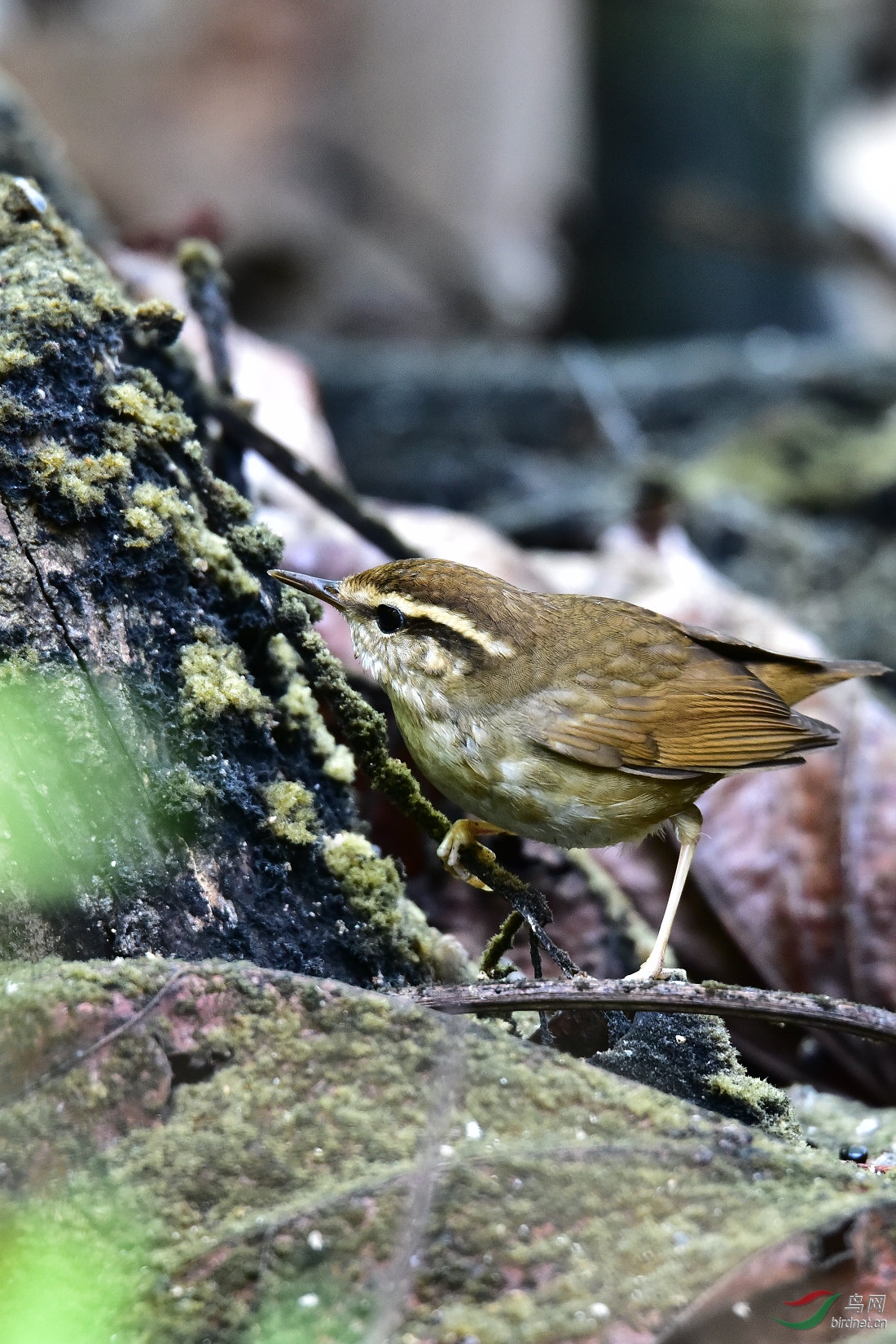 DSC_0323.JPG