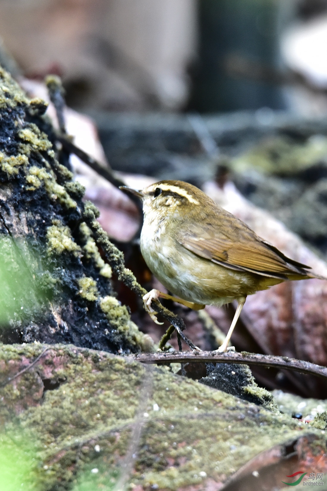 DSC_0325.JPG