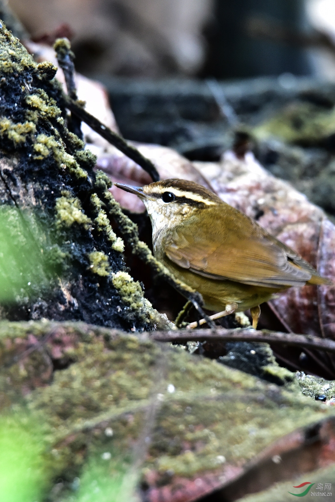 DSC_0326.JPG