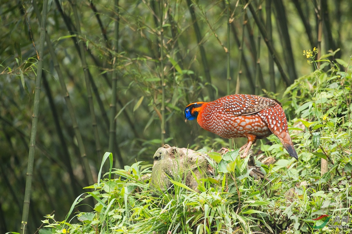 TJP_8257 - ����.jpg