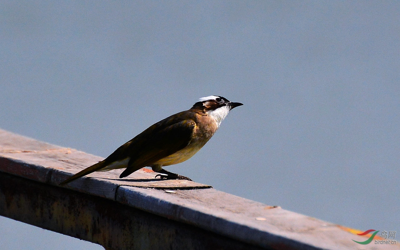 DSC_6817.JPG