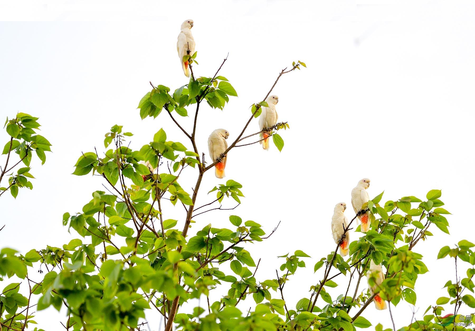 ABC_1964 ����.jpg