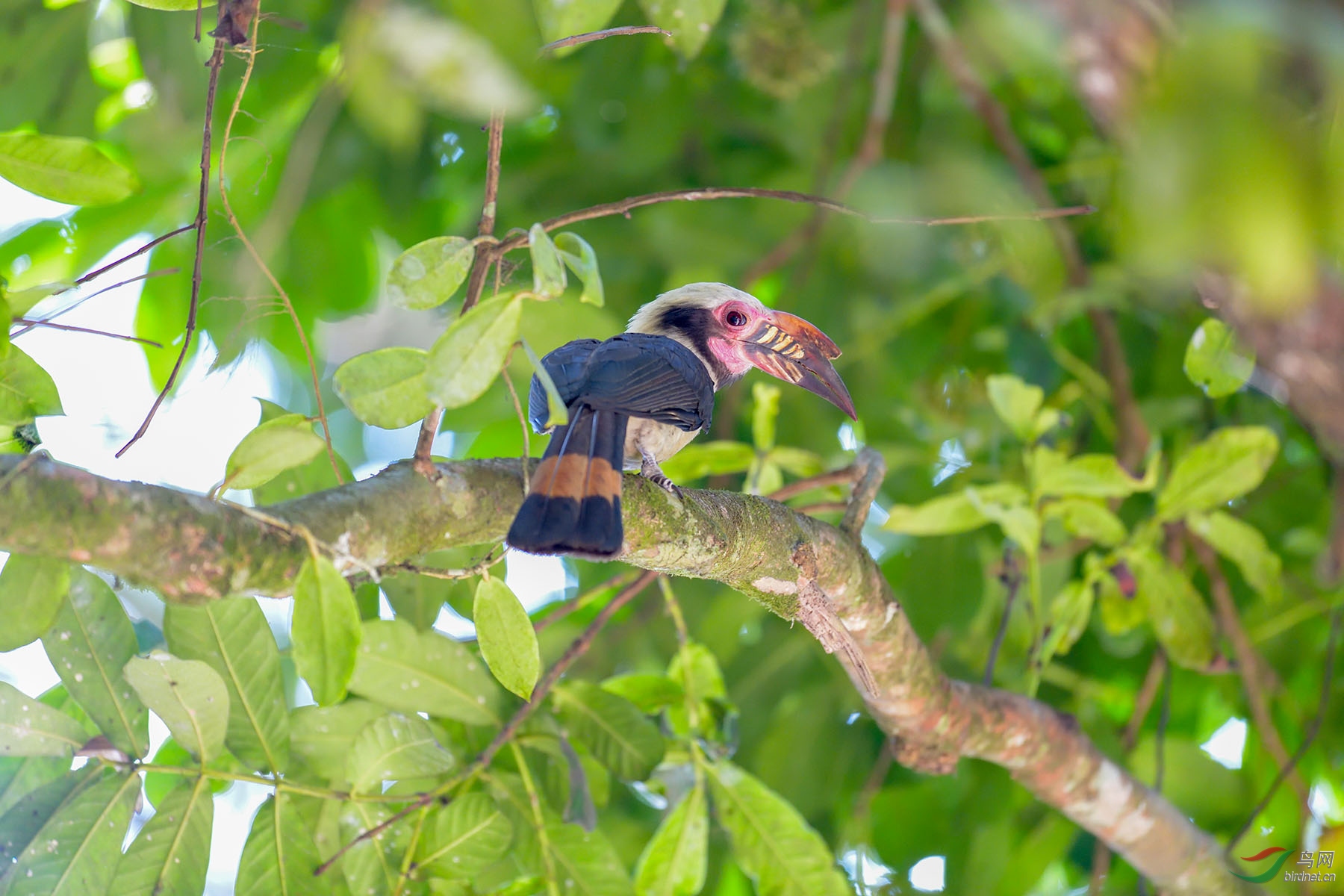 ABC_7249 ����.jpg