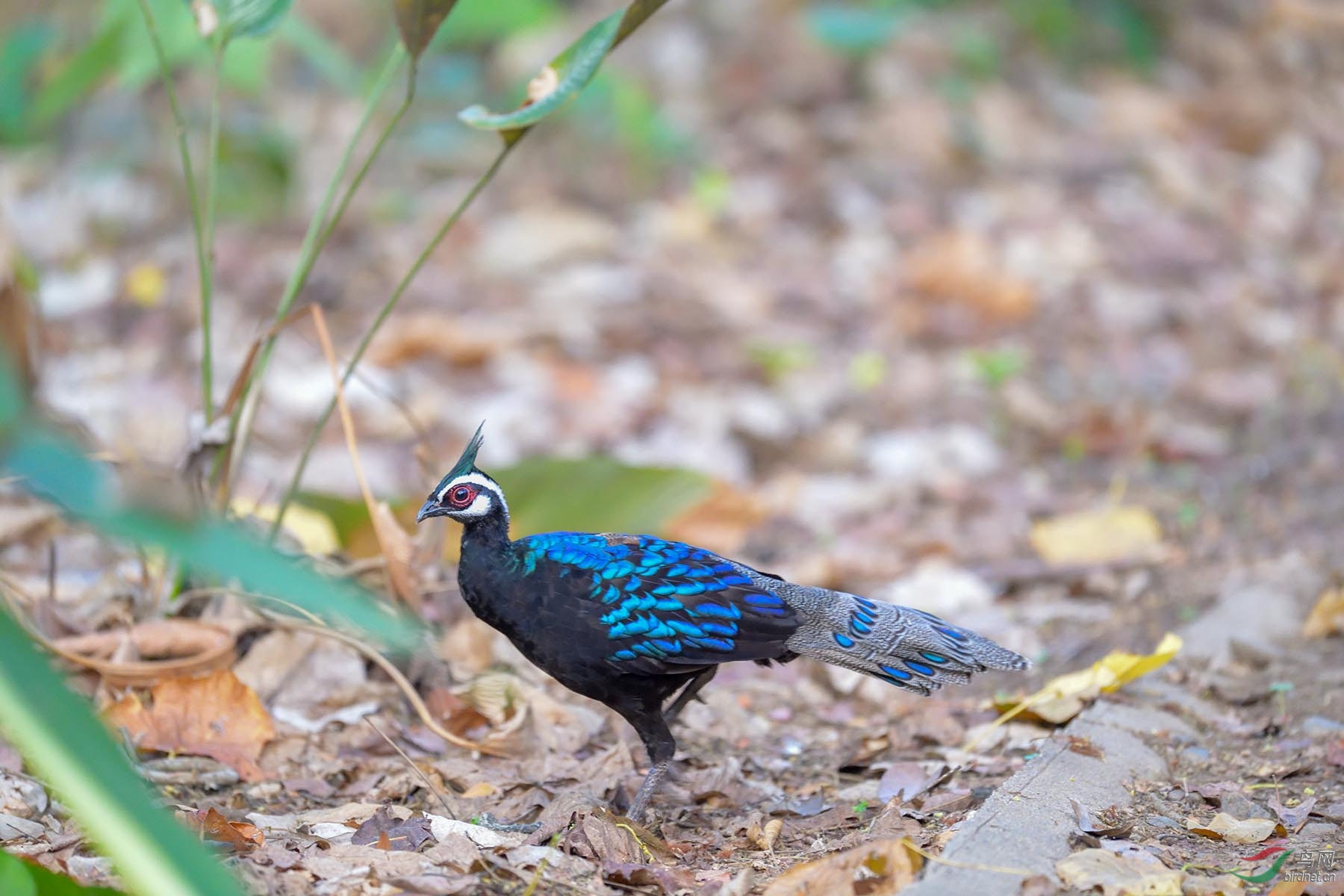 ABC_6237 ����.jpg