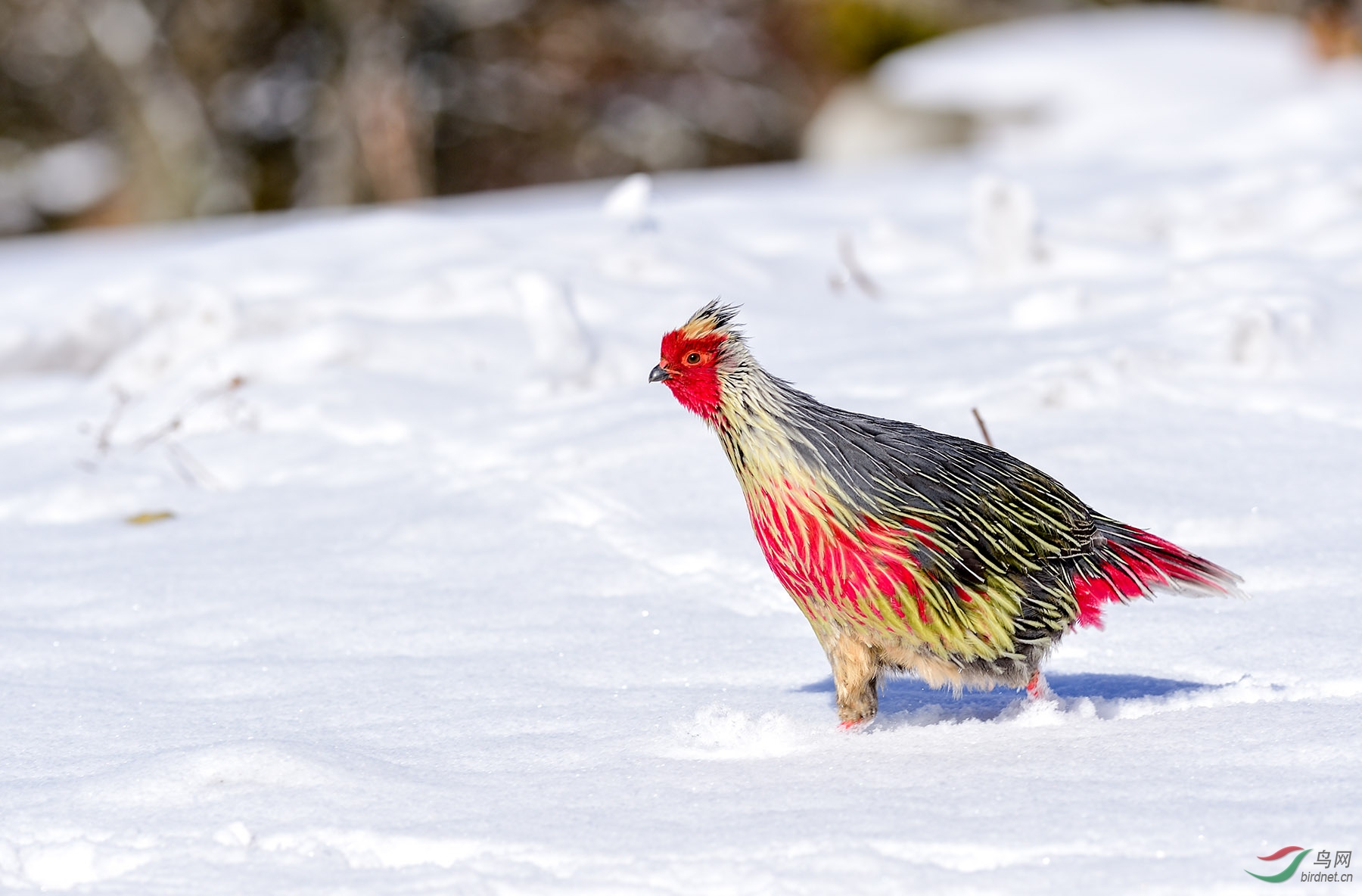 DSC_3277 ����.jpg