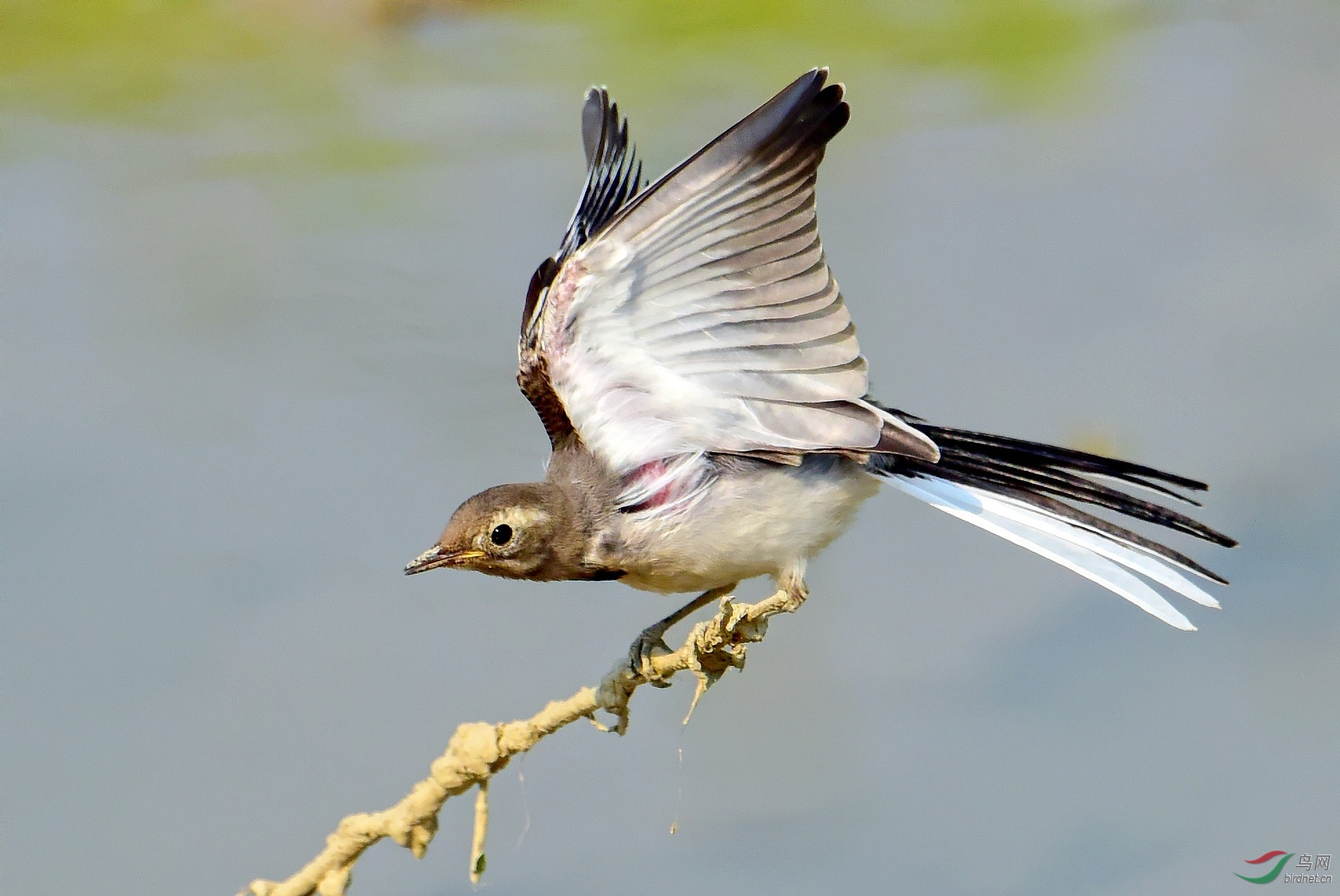 DSC_7083_conew1.jpg