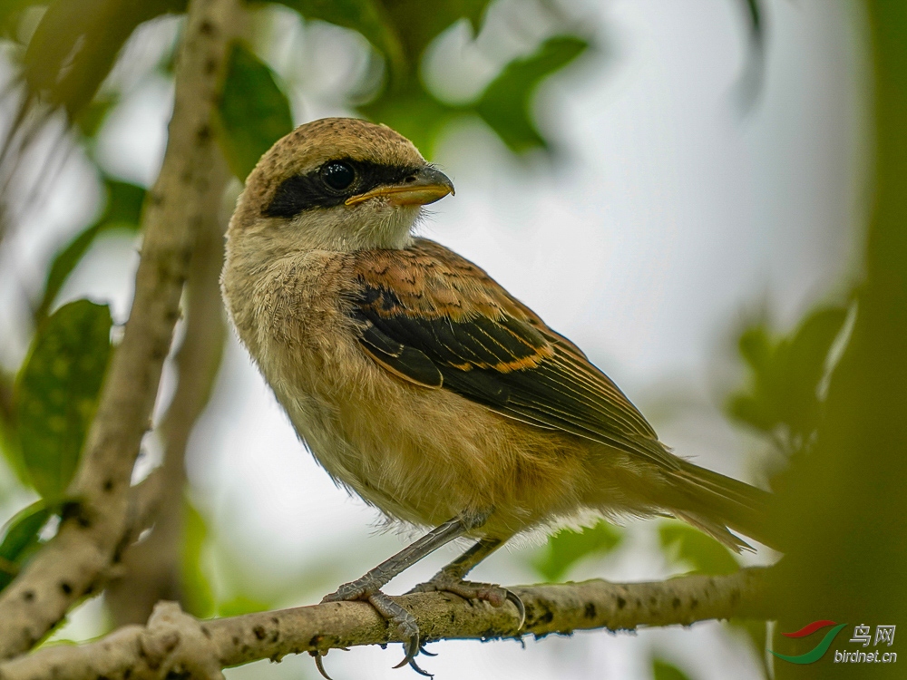 03 �������.jpg