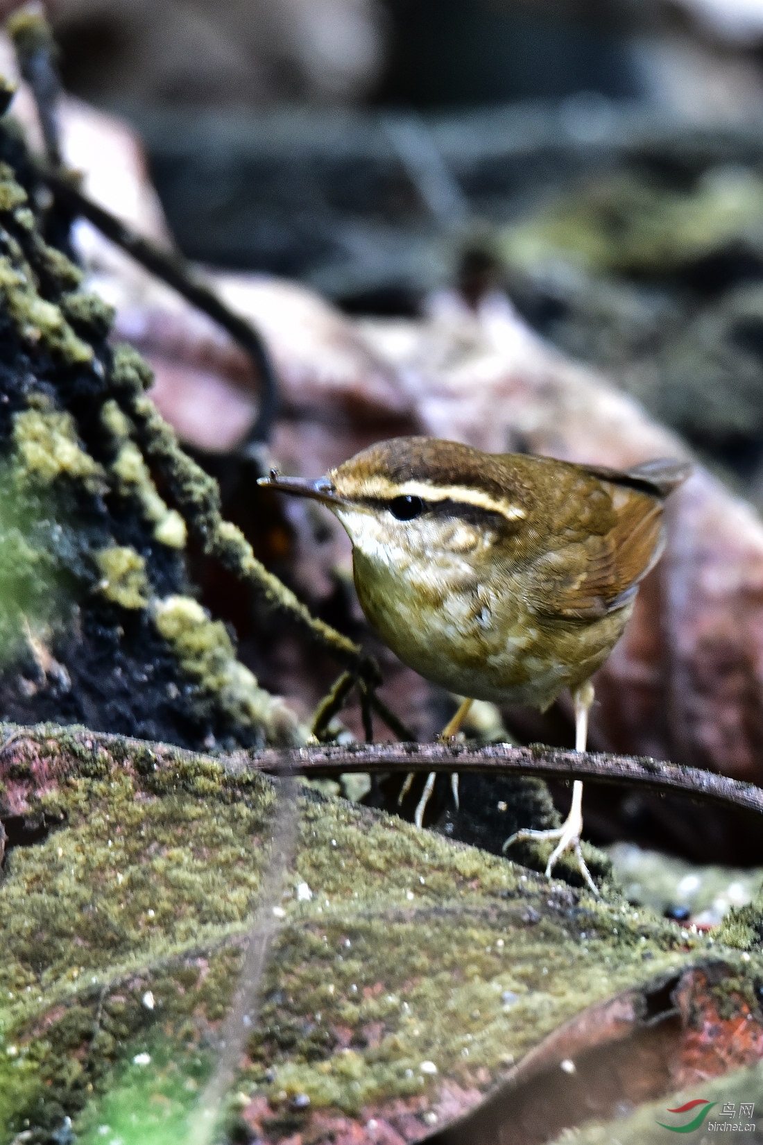 DSC_0329.JPG