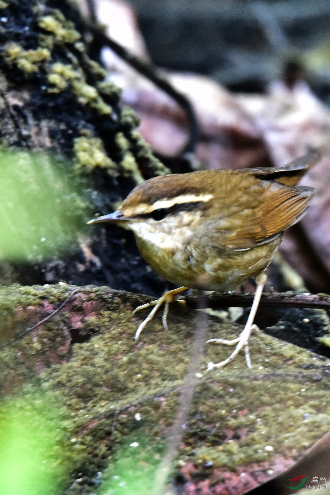 DSC_0330.JPG