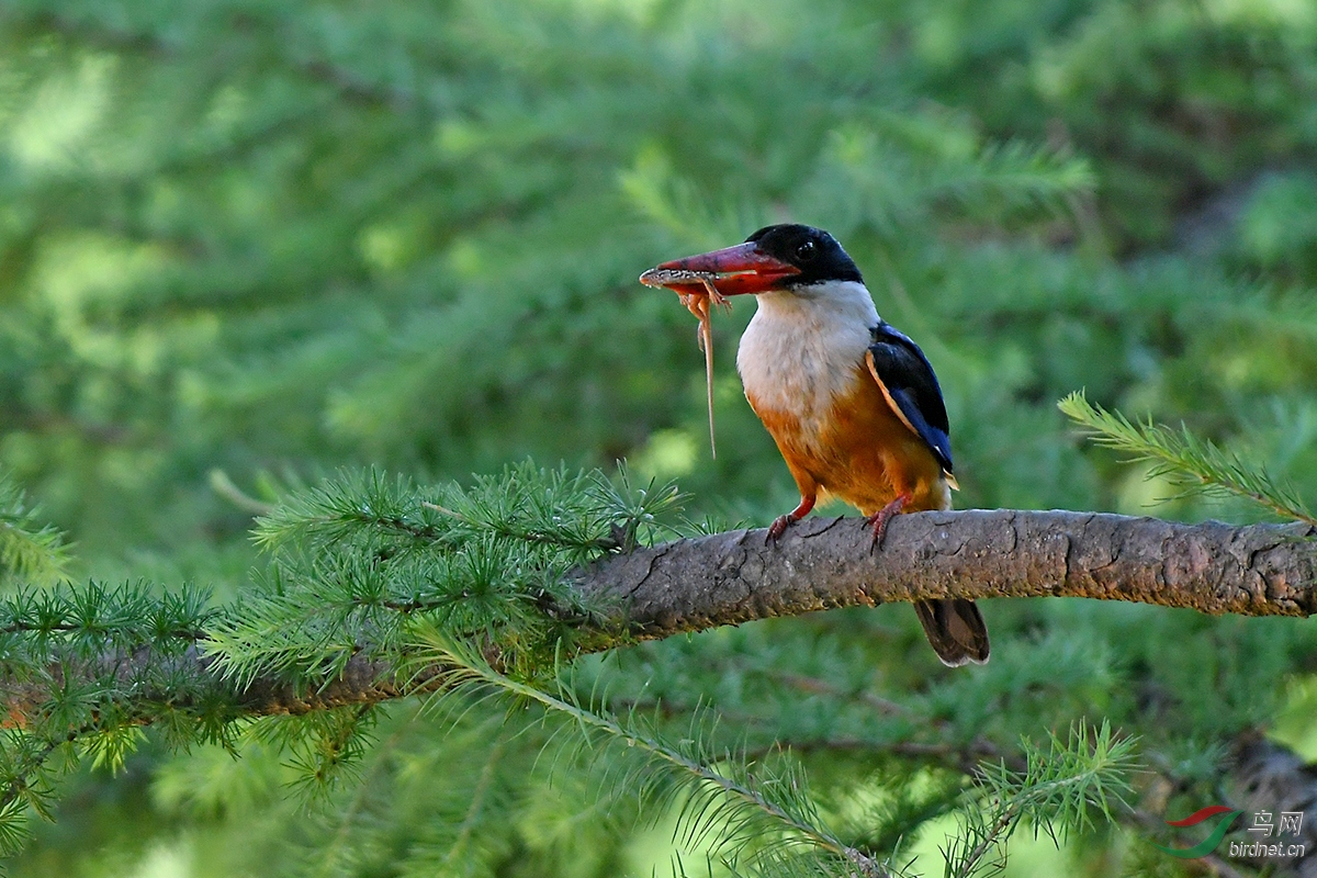 祝贺晓军版主履新
