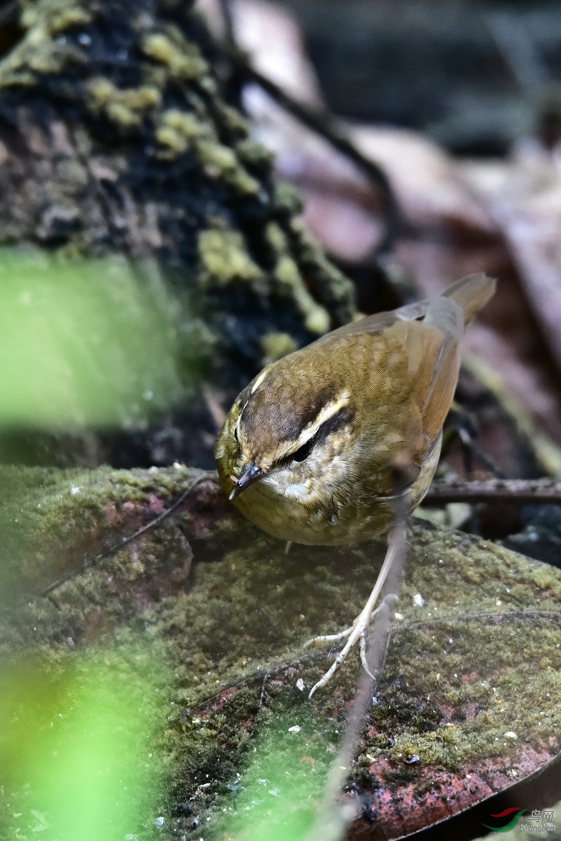 DSC_0332.JPG