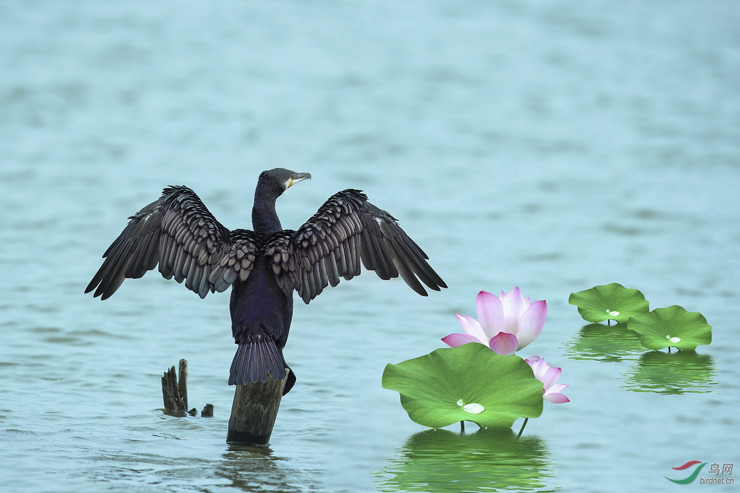 BD0I7424aa-NW.jpg