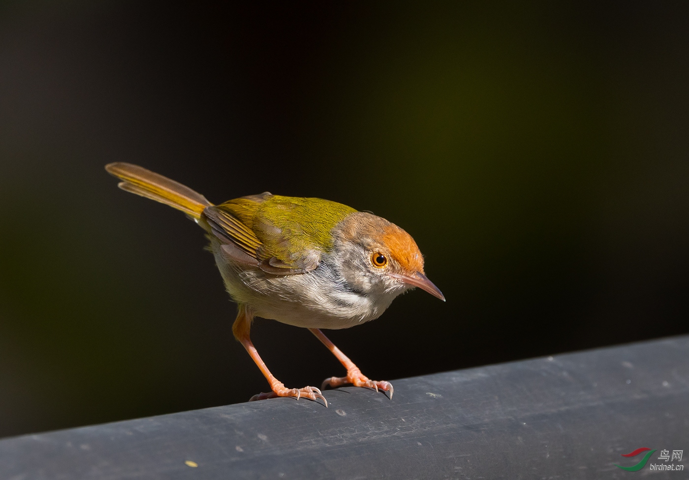 DSC_7501.jpg