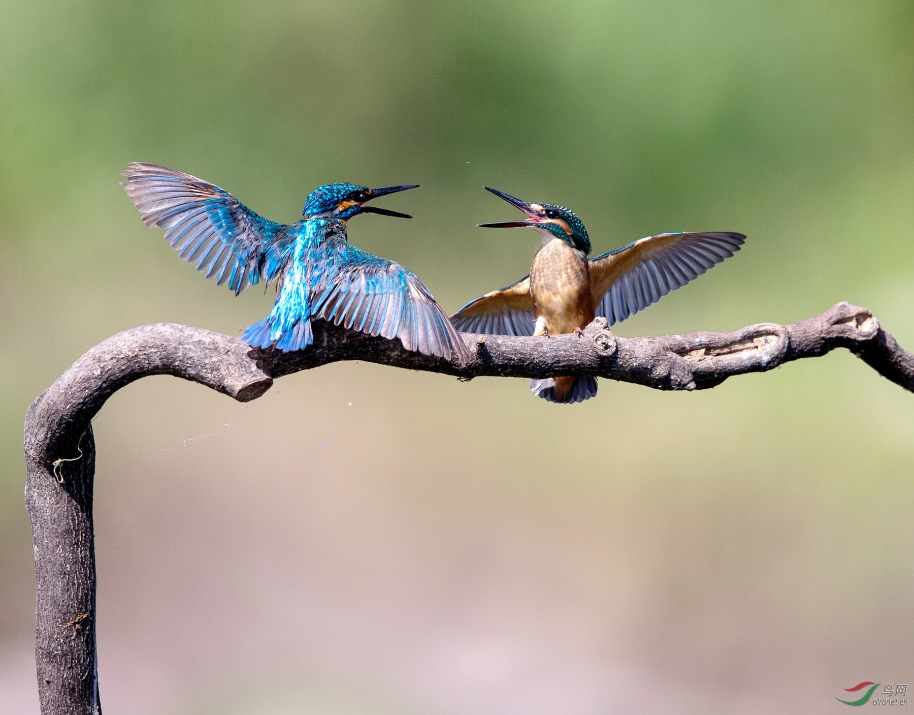 BW4Q6027 - ���� - ����.jpg