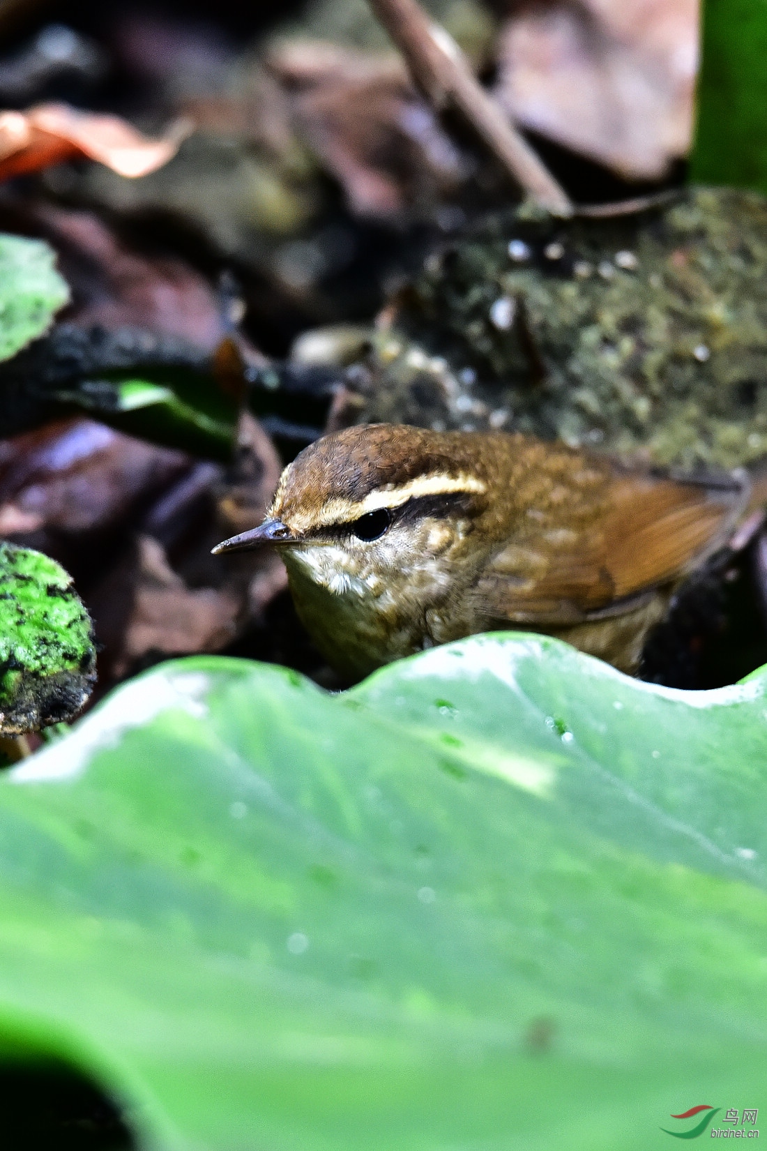 DSC_0337.JPG