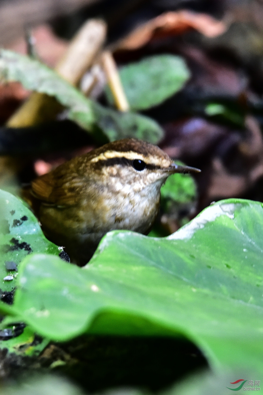 DSC_0340.JPG