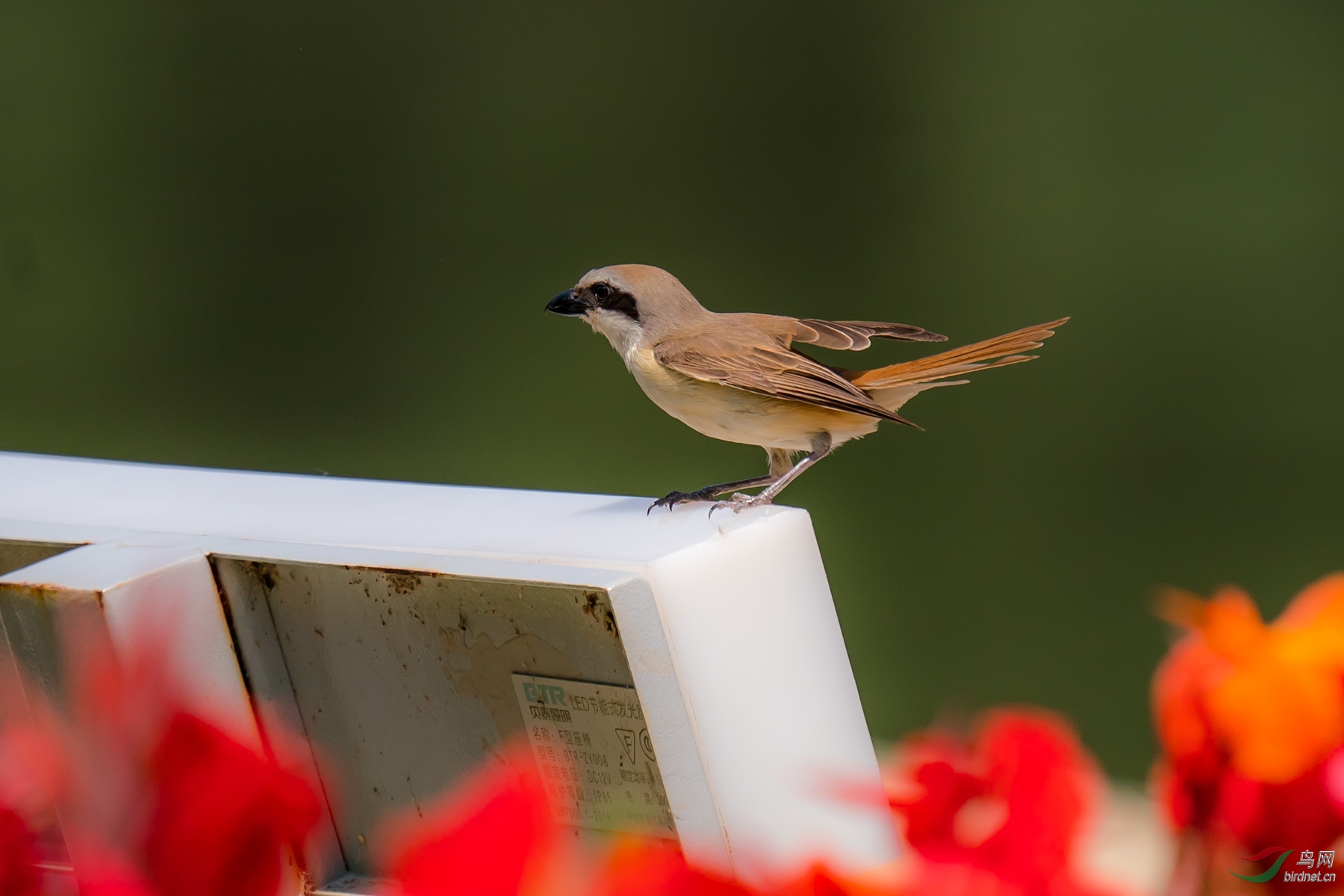 _DSC8595.JPG