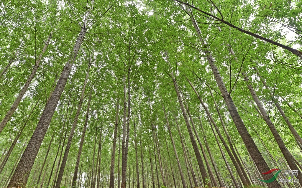 参天挺拔白杨树