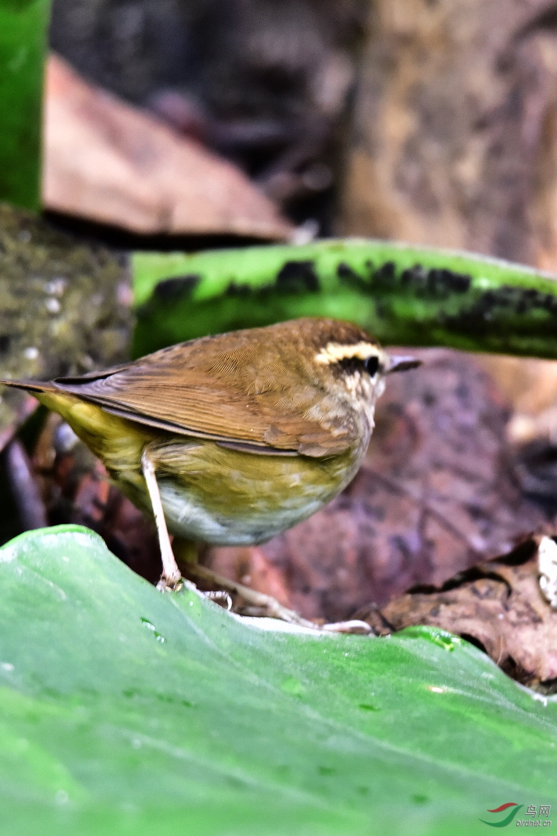 DSC_0341.JPG