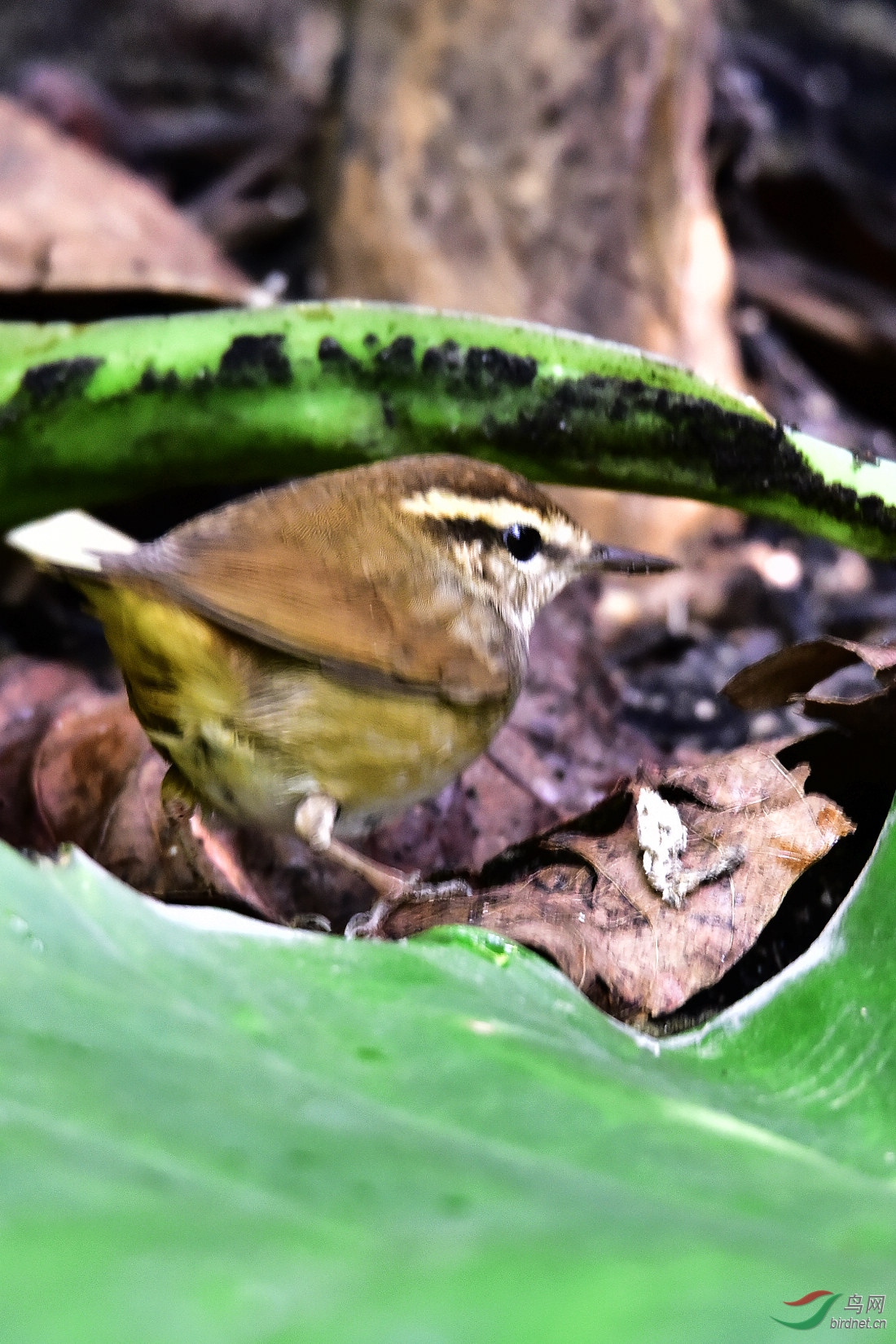 DSC_0342.JPG