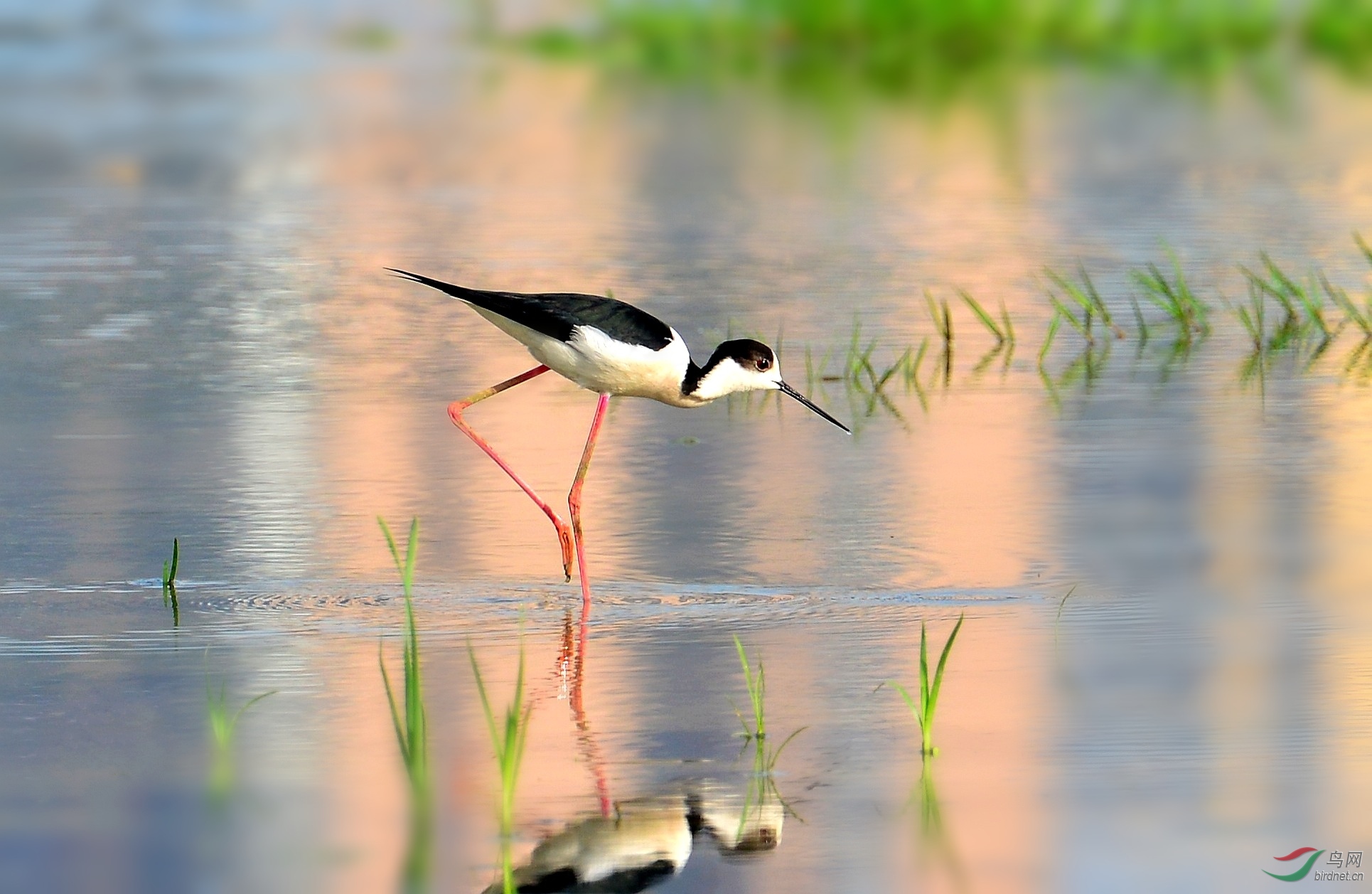 DSC_0553_conew11.jpg