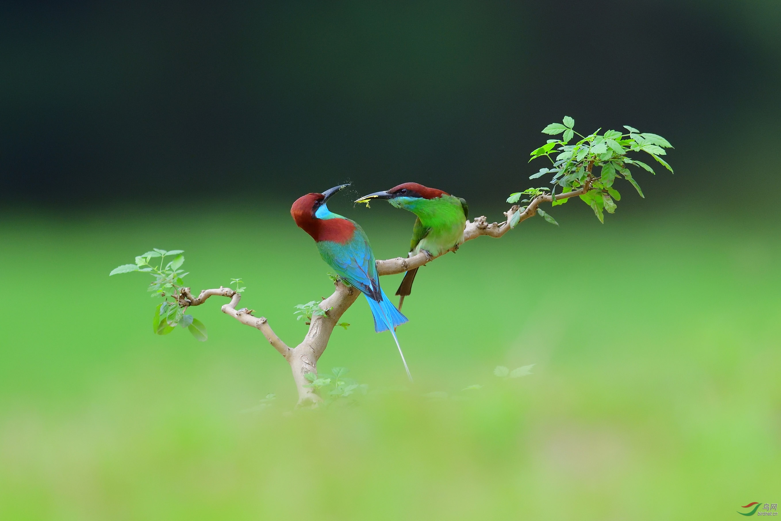 情为何物之蓝喉蜂虎(2)
