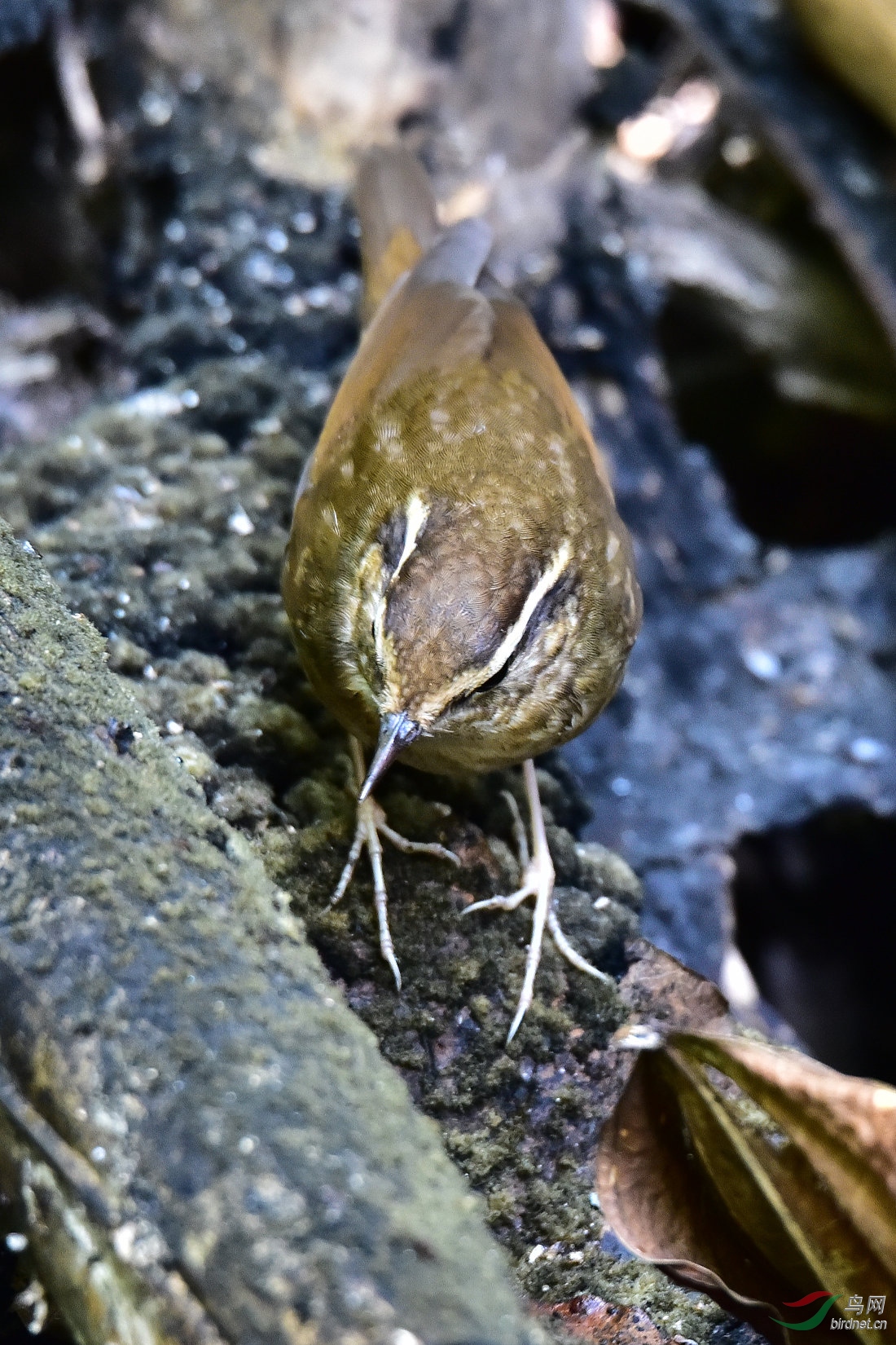 DSC_0355.JPG