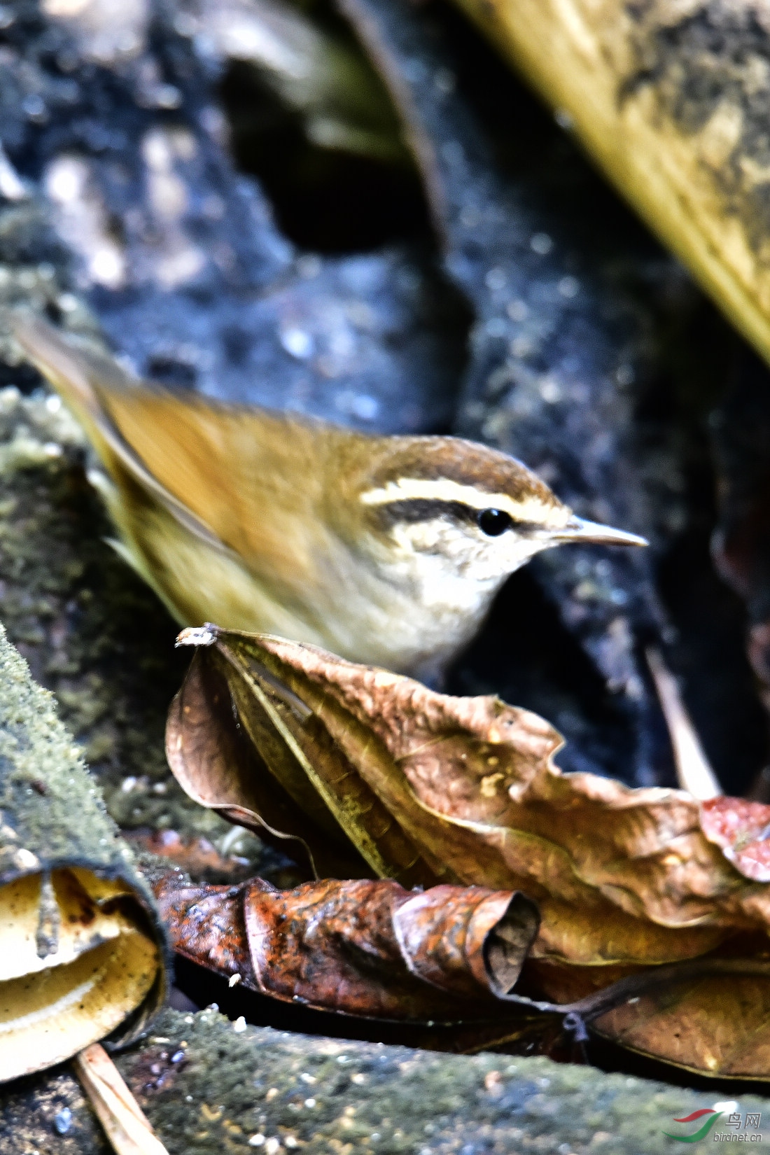 DSC_0356.JPG
