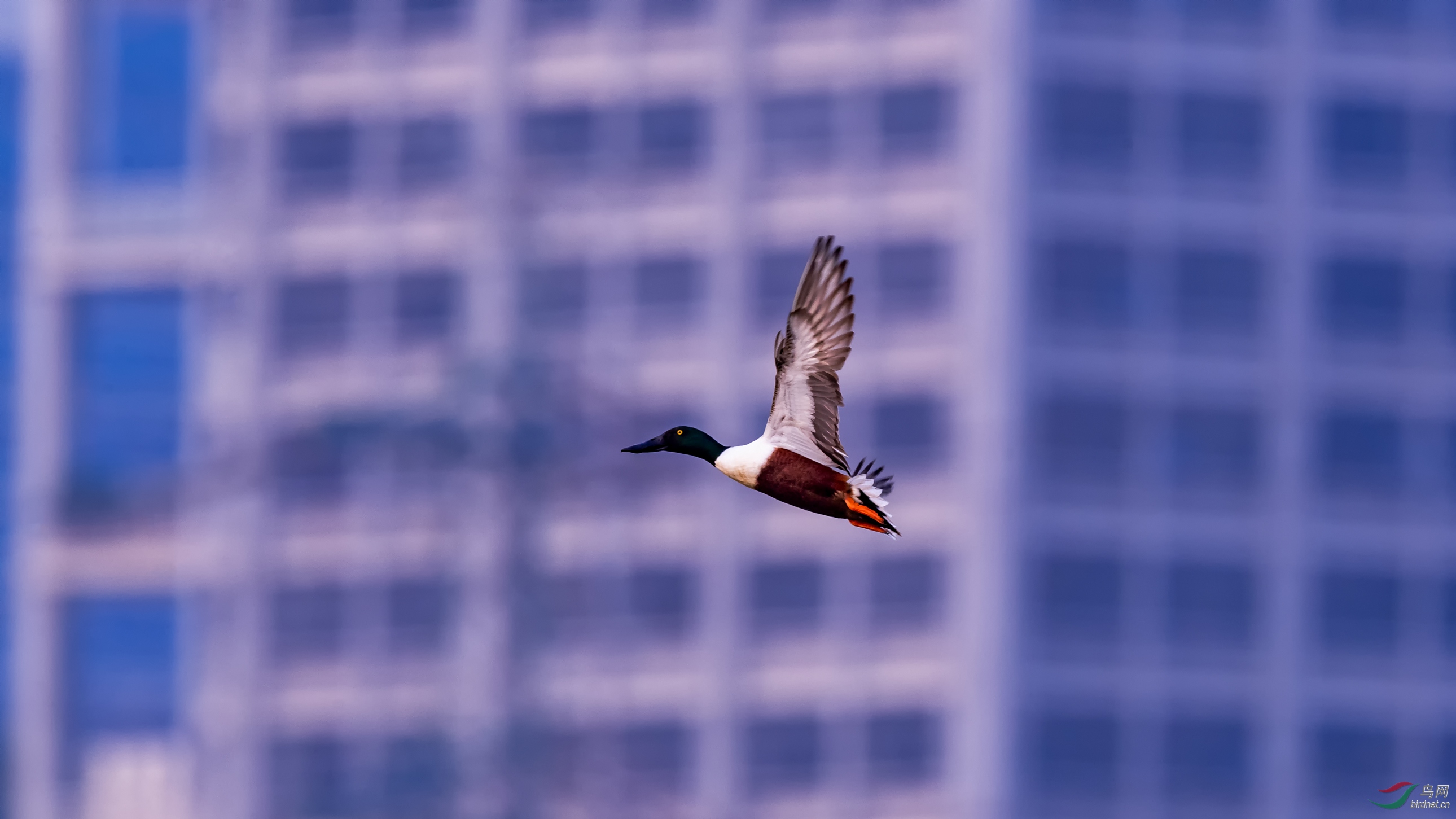飞在高楼中的琵嘴鸭