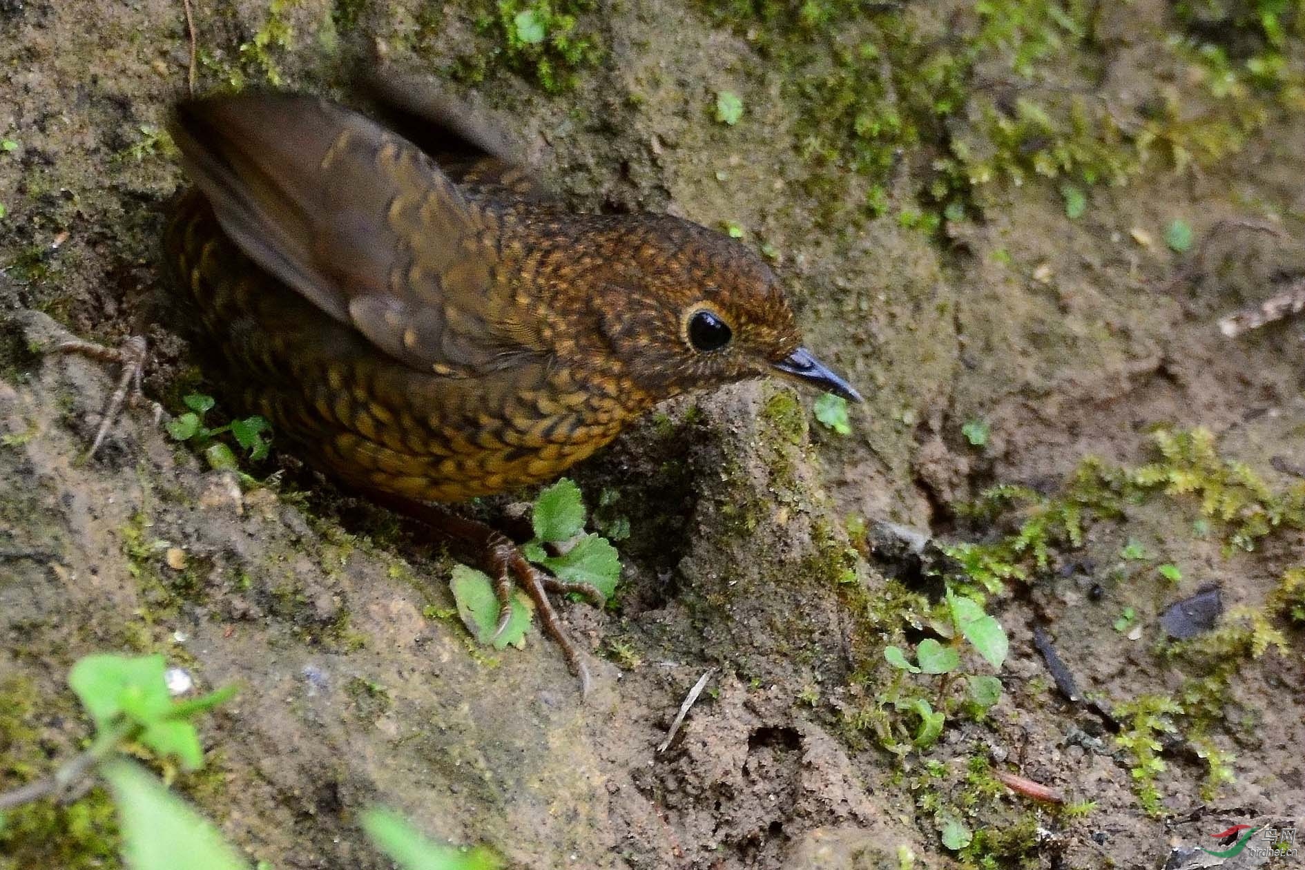 DSC_7444.JPG