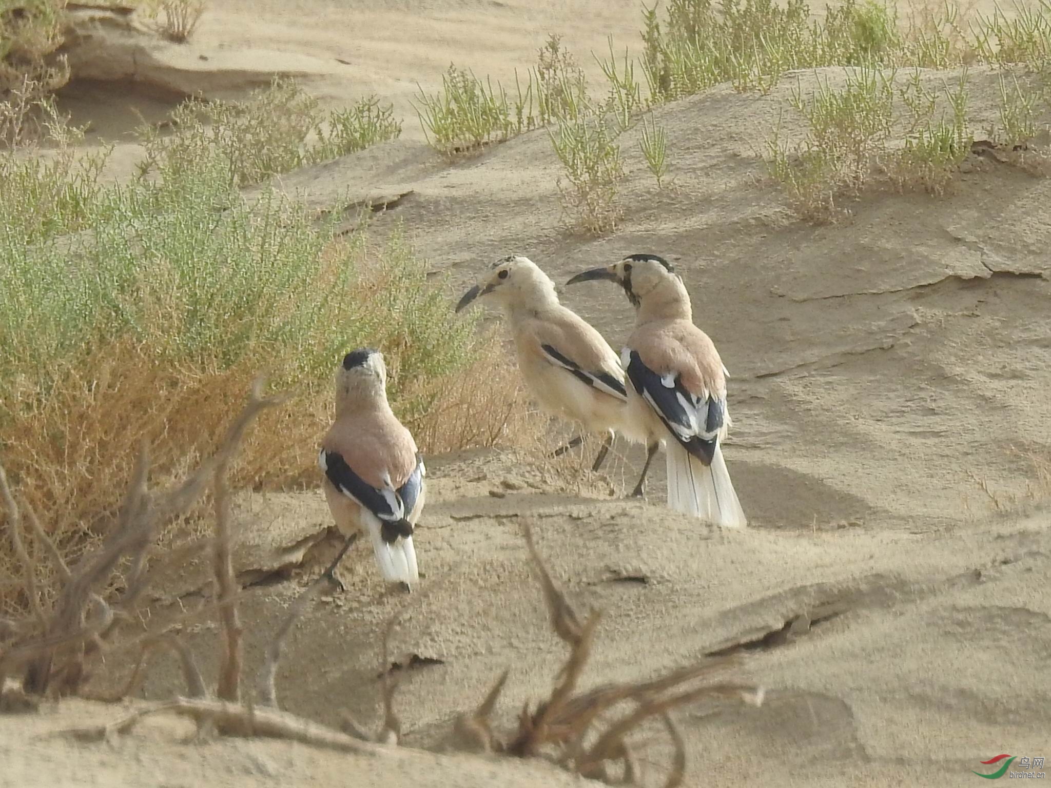 白尾地鸦