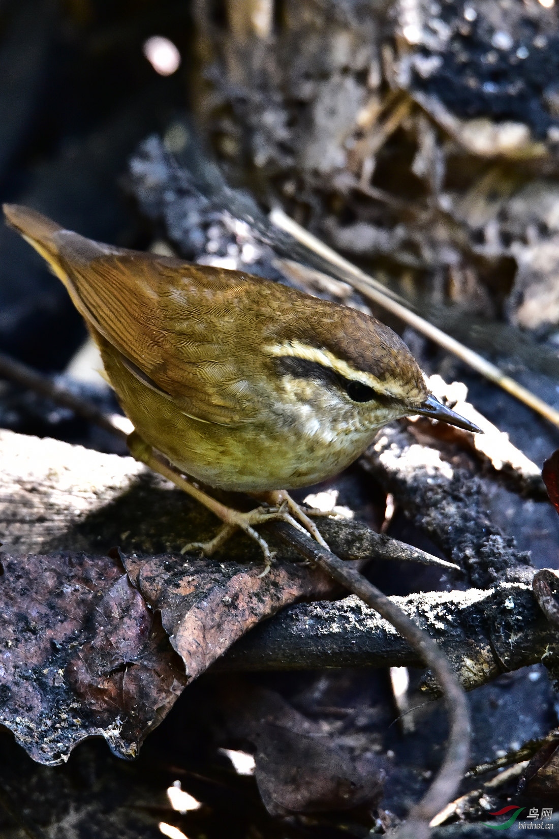 DSC_0361.JPG