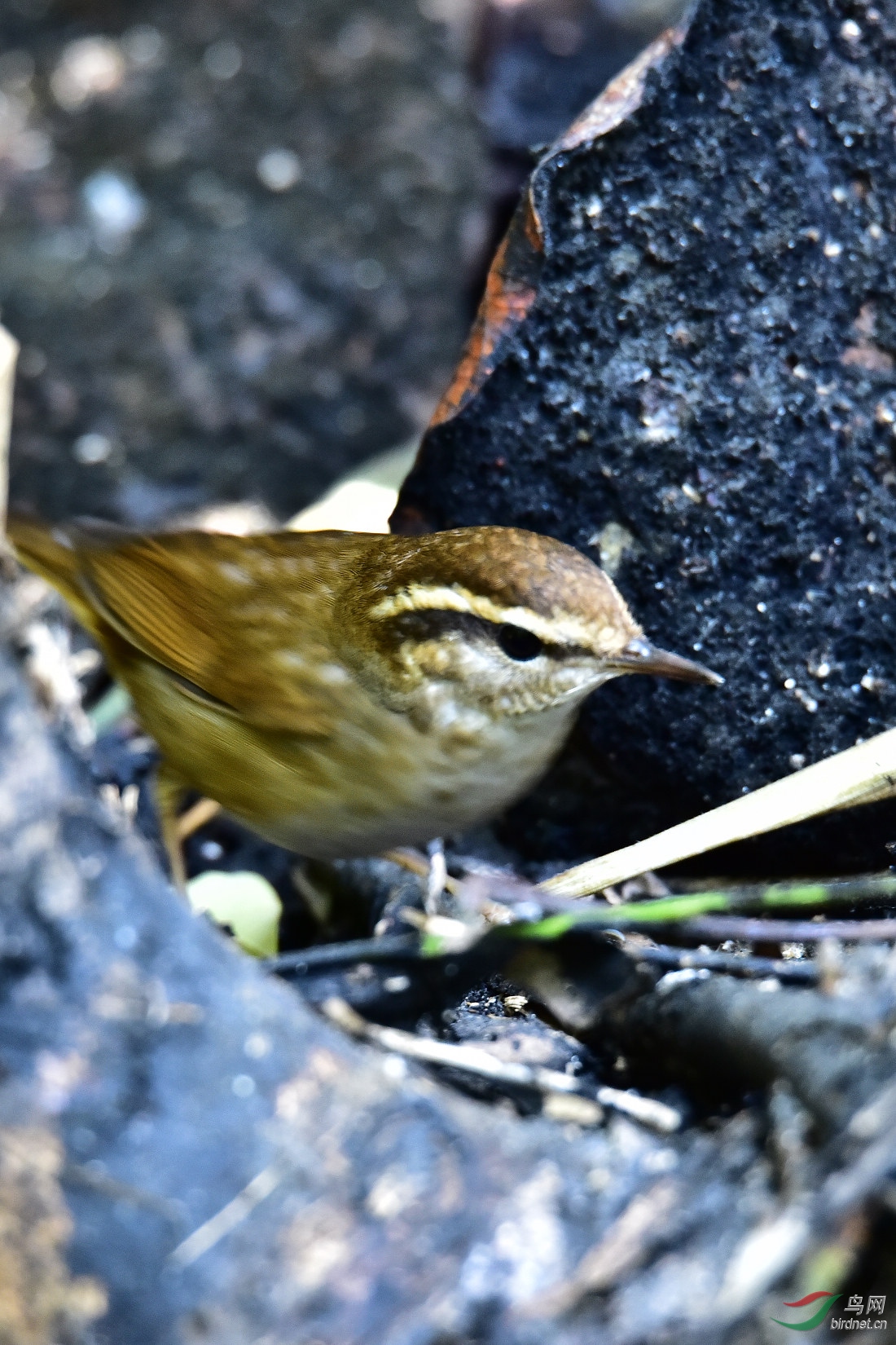 DSC_0363.JPG