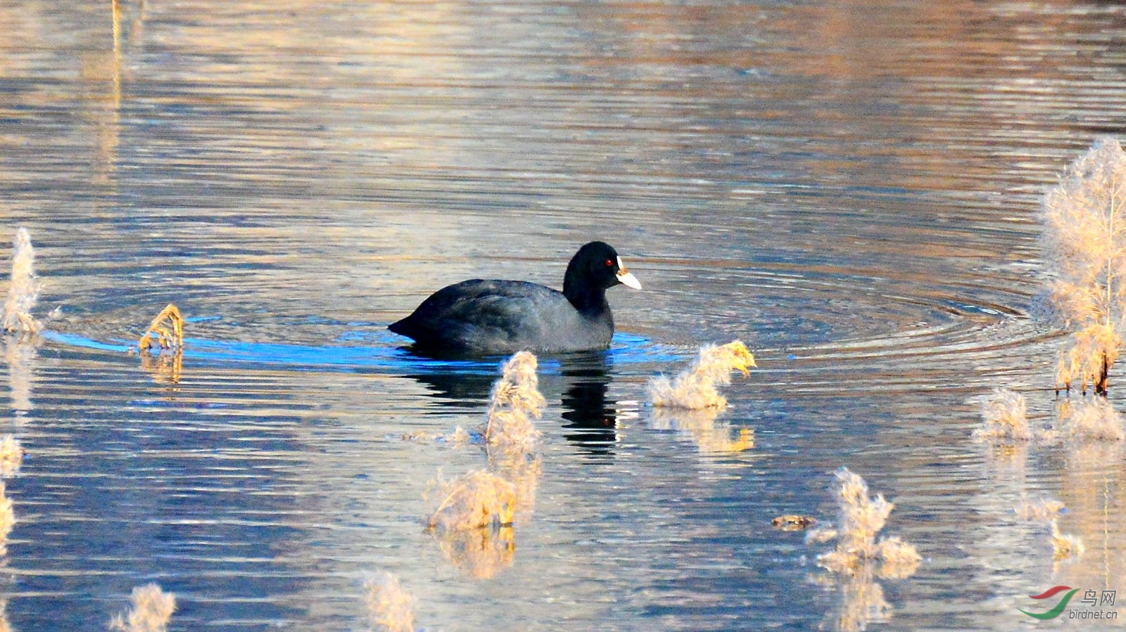 DSC_6695.JPG
