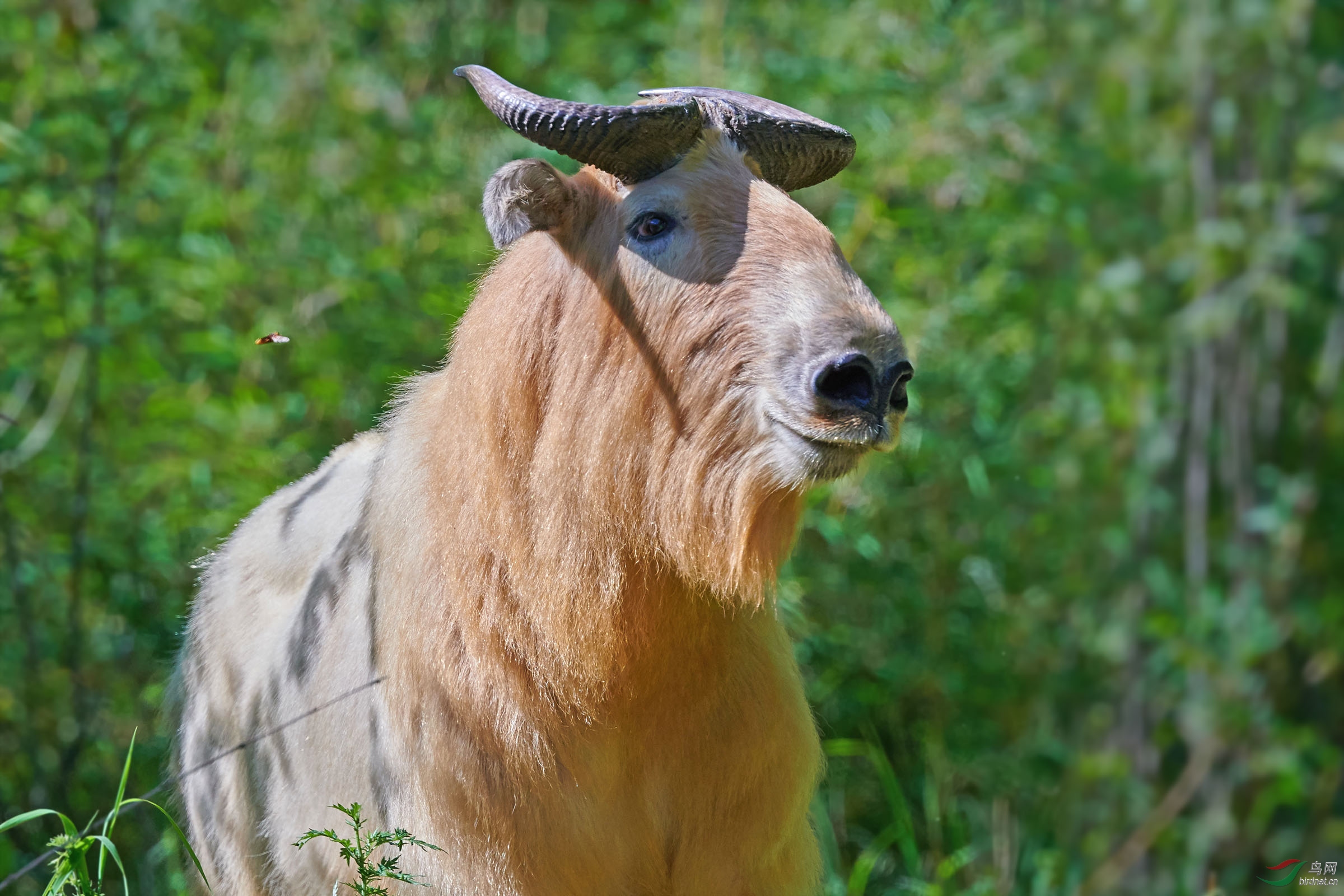 全神贯注的金毛羚牛