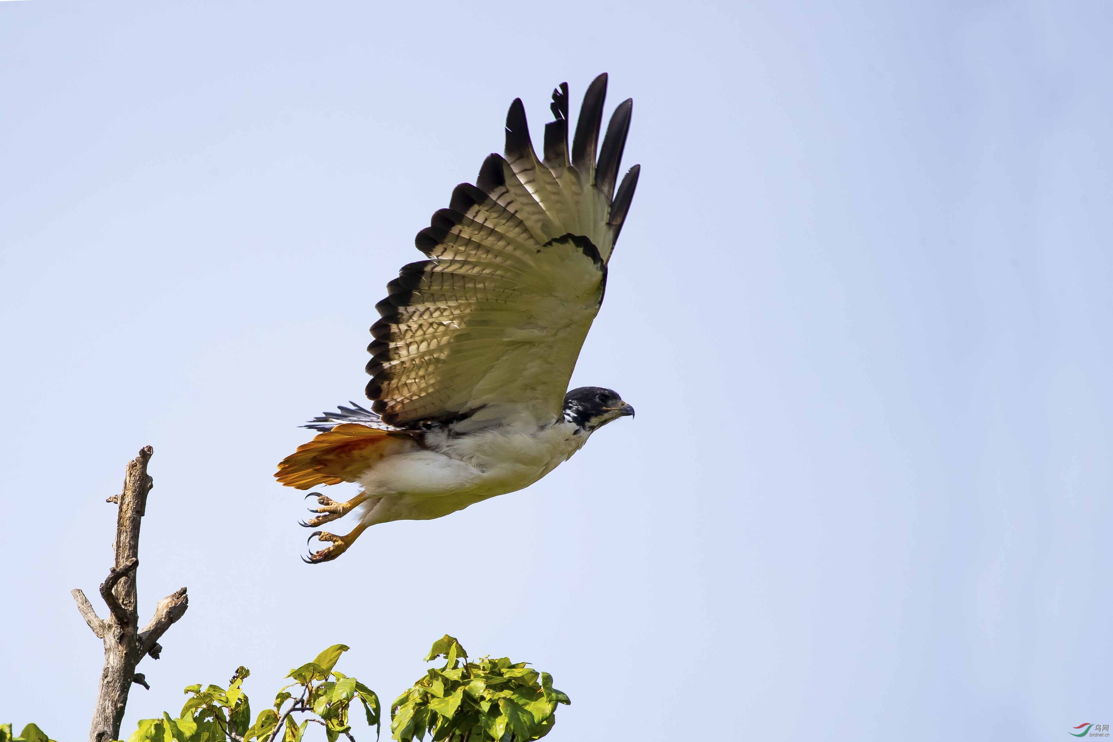 非洲雄鹰——暗棕 